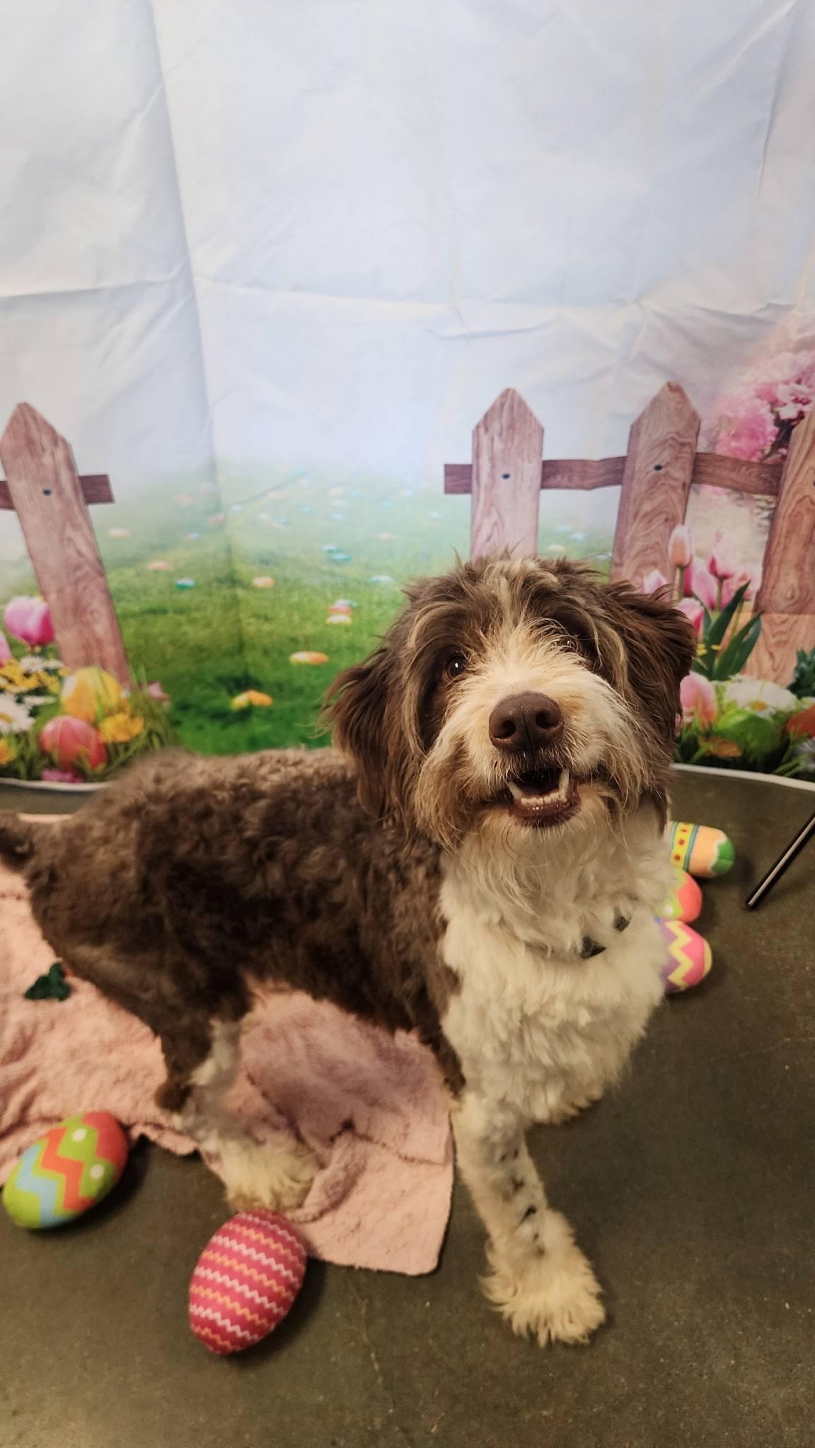 Nash, an adopted Aussiedoodle in Colleyville, TX image 1/6
