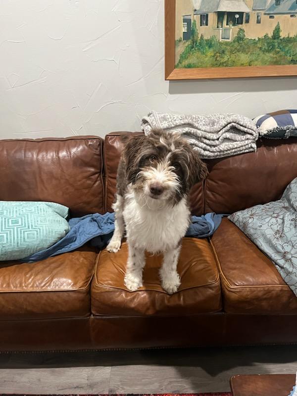 Nash, an adopted Aussiedoodle in Colleyville, TX image 5/6