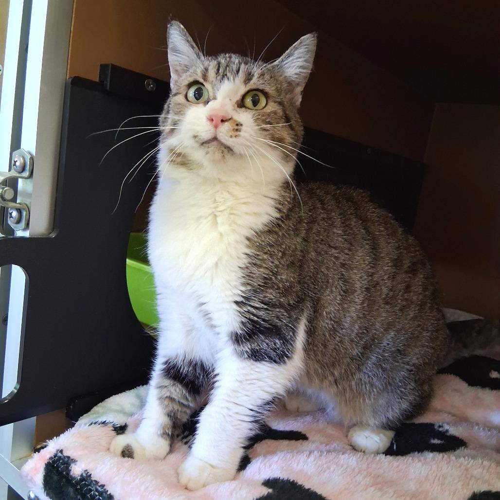 Vicki, Adoptable, Senior Female Domestic Medium Hair.