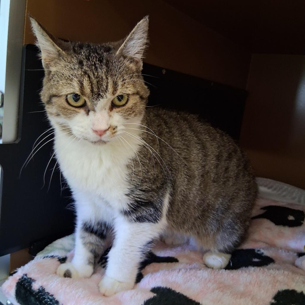 Enlarge Vicki, a Adoptable Domestic Medium Hair in Middlebury, VT image 2/6