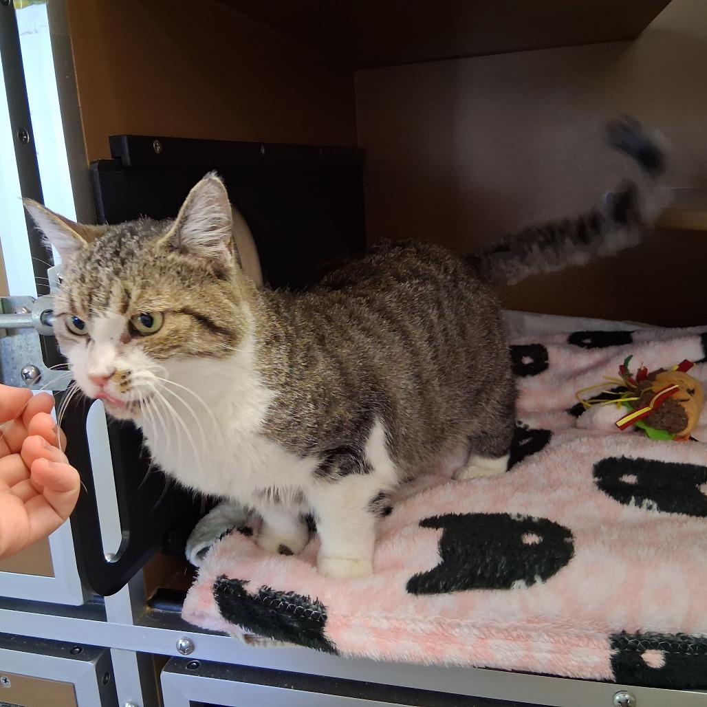 Enlarge Vicki, a Adoptable Domestic Medium Hair in Middlebury, VT image 3/6