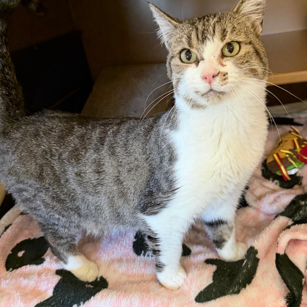 Enlarge Vicki, a Adoptable Domestic Medium Hair in Middlebury, VT image 4/6