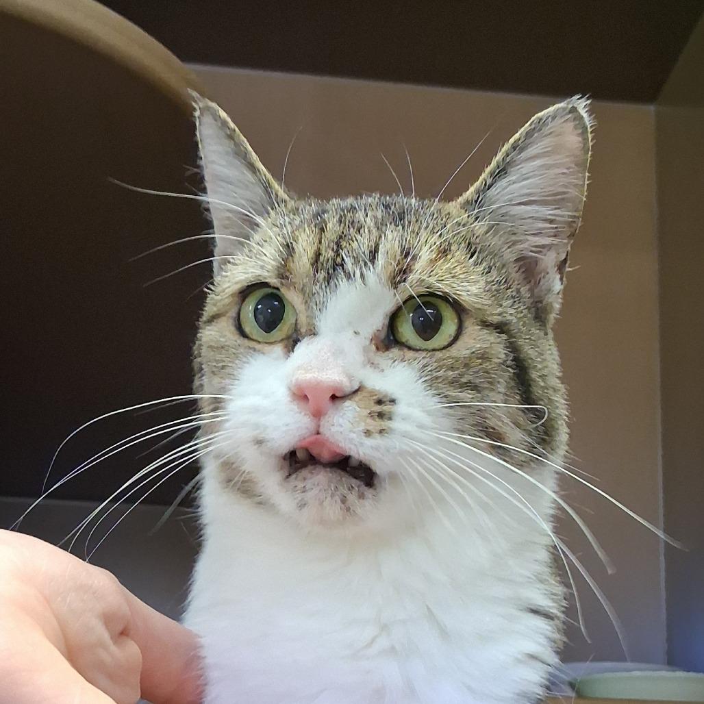 Enlarge Vicki, a Adoptable Domestic Medium Hair in Middlebury, VT image 5/6