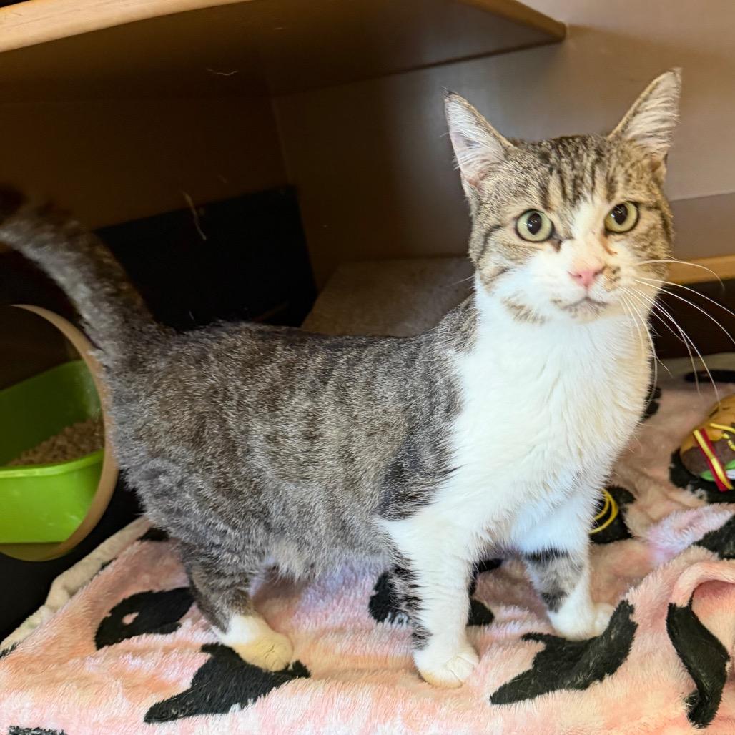 Enlarge Vicki, a Adoptable Domestic Medium Hair in Middlebury, VT image 6/6