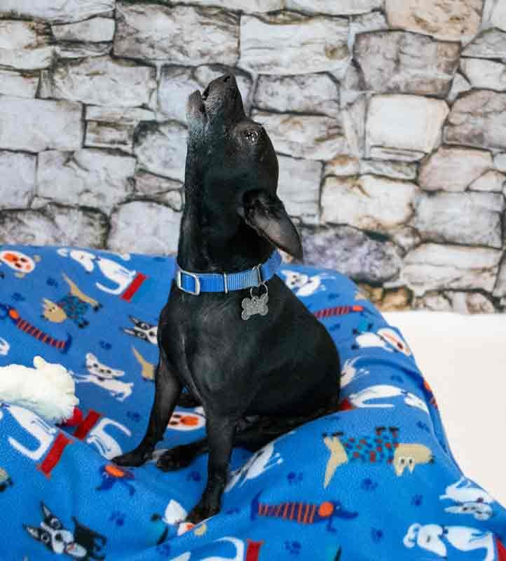 Enlarge Hyde, a Adoptable mixed breed in Kennesaw, GA image 4/6