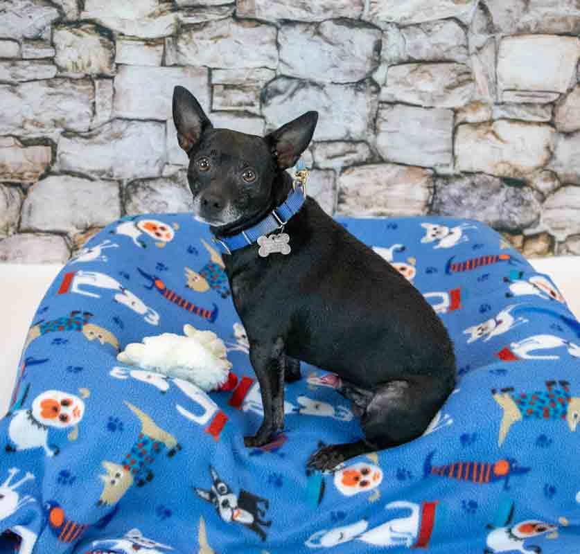 Enlarge Hyde, a Adoptable mixed breed in Kennesaw, GA image 5/6