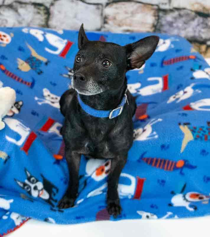 Enlarge Hyde, a Adoptable mixed breed in Kennesaw, GA image 3/6