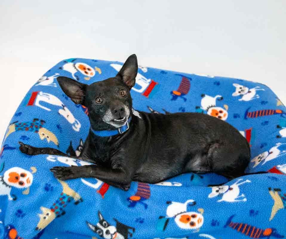 Enlarge Hyde, a Adoptable mixed breed in Kennesaw, GA image 2/6