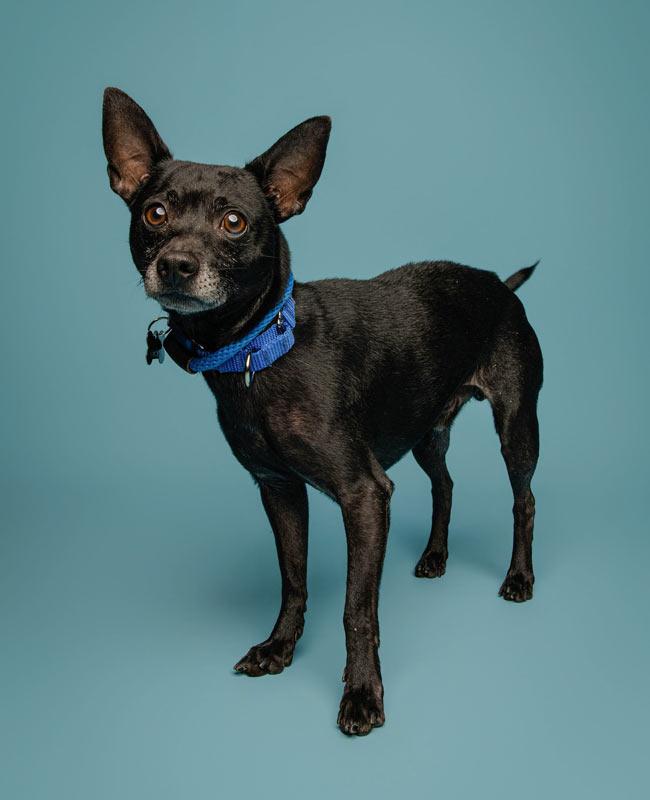 Enlarge Hyde, a Adoptable mixed breed in Kennesaw, GA image 6/6