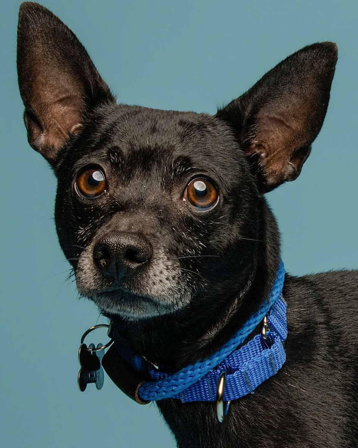 Enlarge Hyde, a Adoptable mixed breed in Kennesaw, GA image 1/6