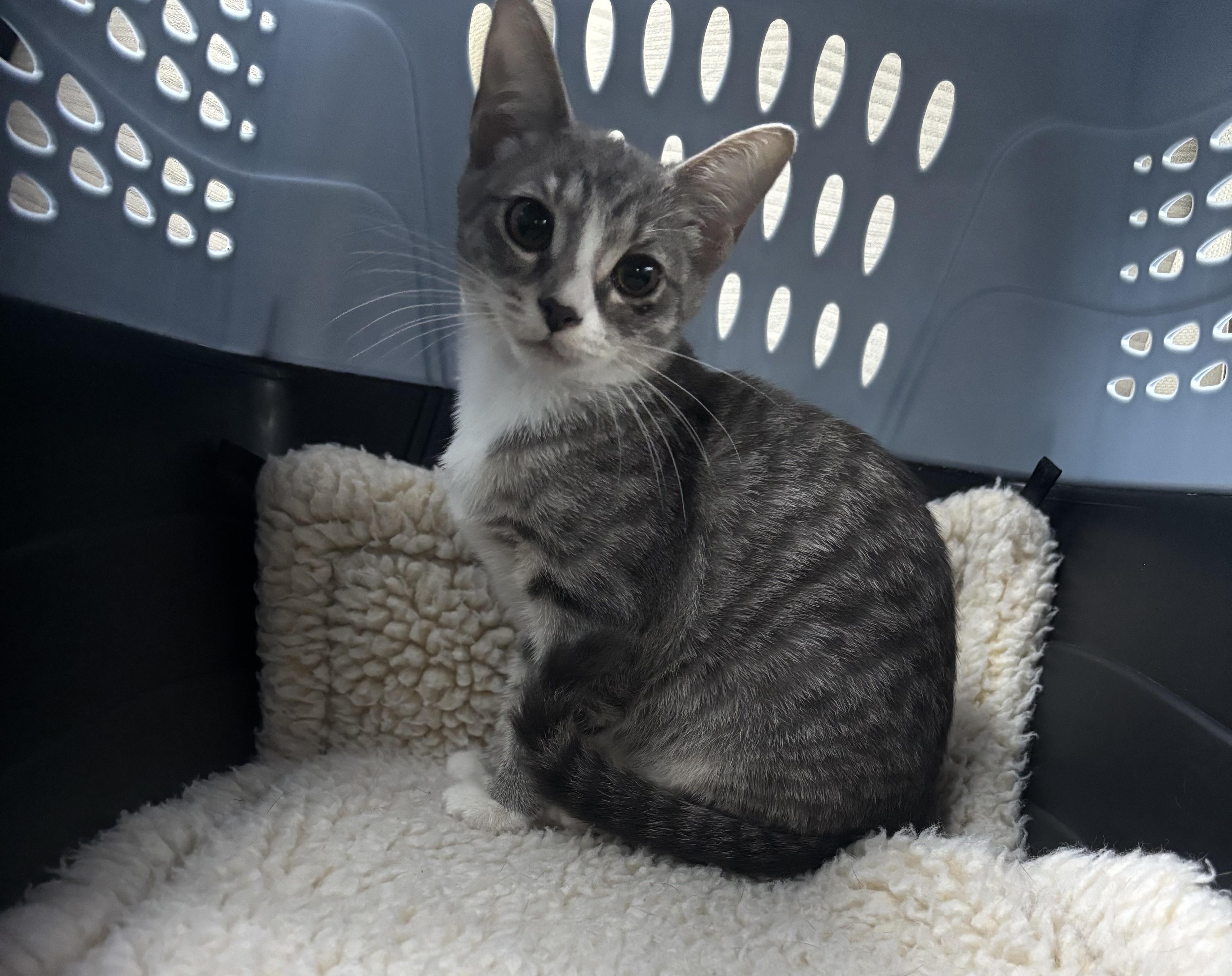 Enlarge Pickle, a Adoptable Domestic Short Hair in Beltsville, MD image 3/6