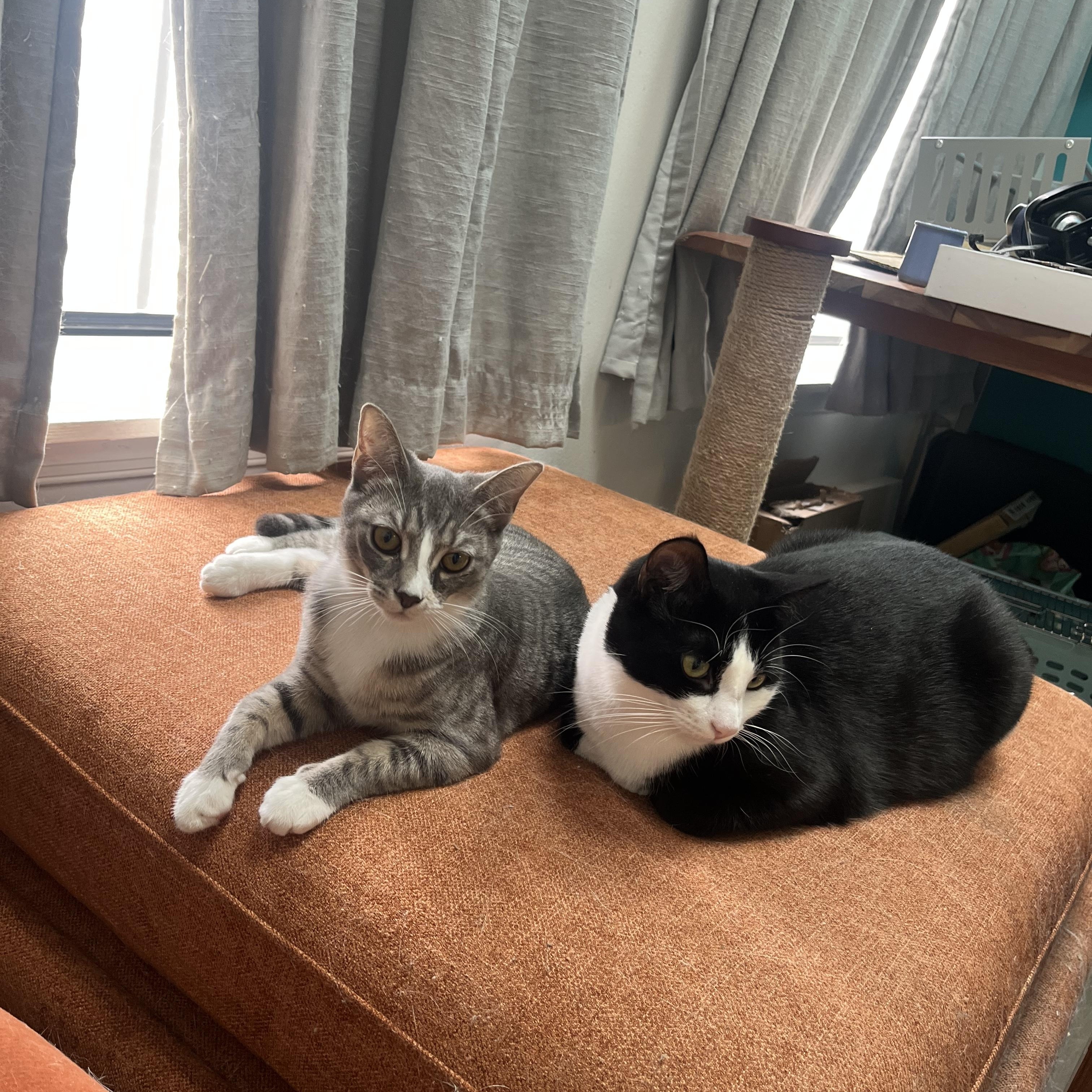 Enlarge Pickle, a Adoptable Domestic Short Hair in Beltsville, MD image 2/6