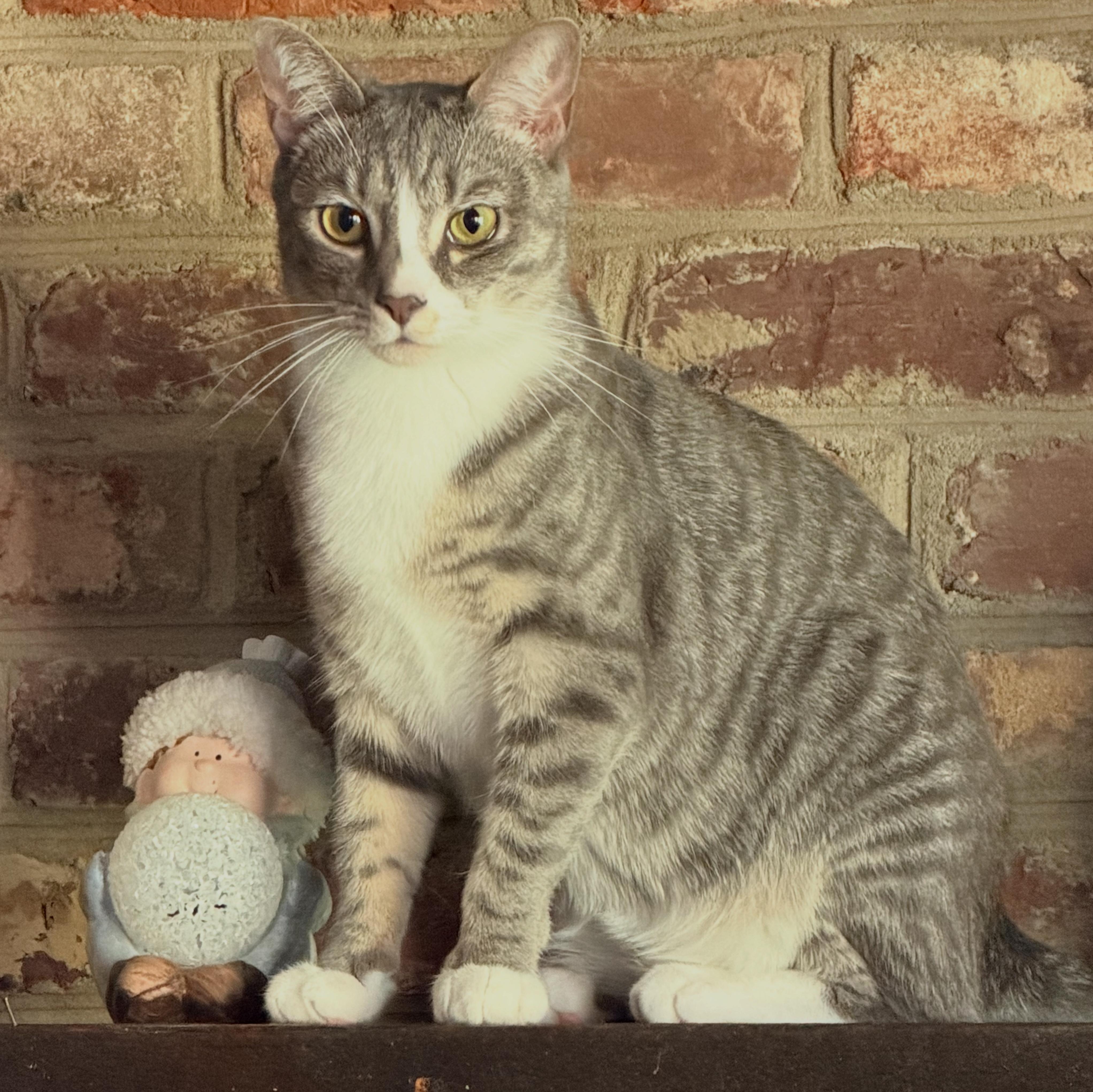 Enlarge Pickle, a Adoptable Domestic Short Hair in Beltsville, MD image 3/6