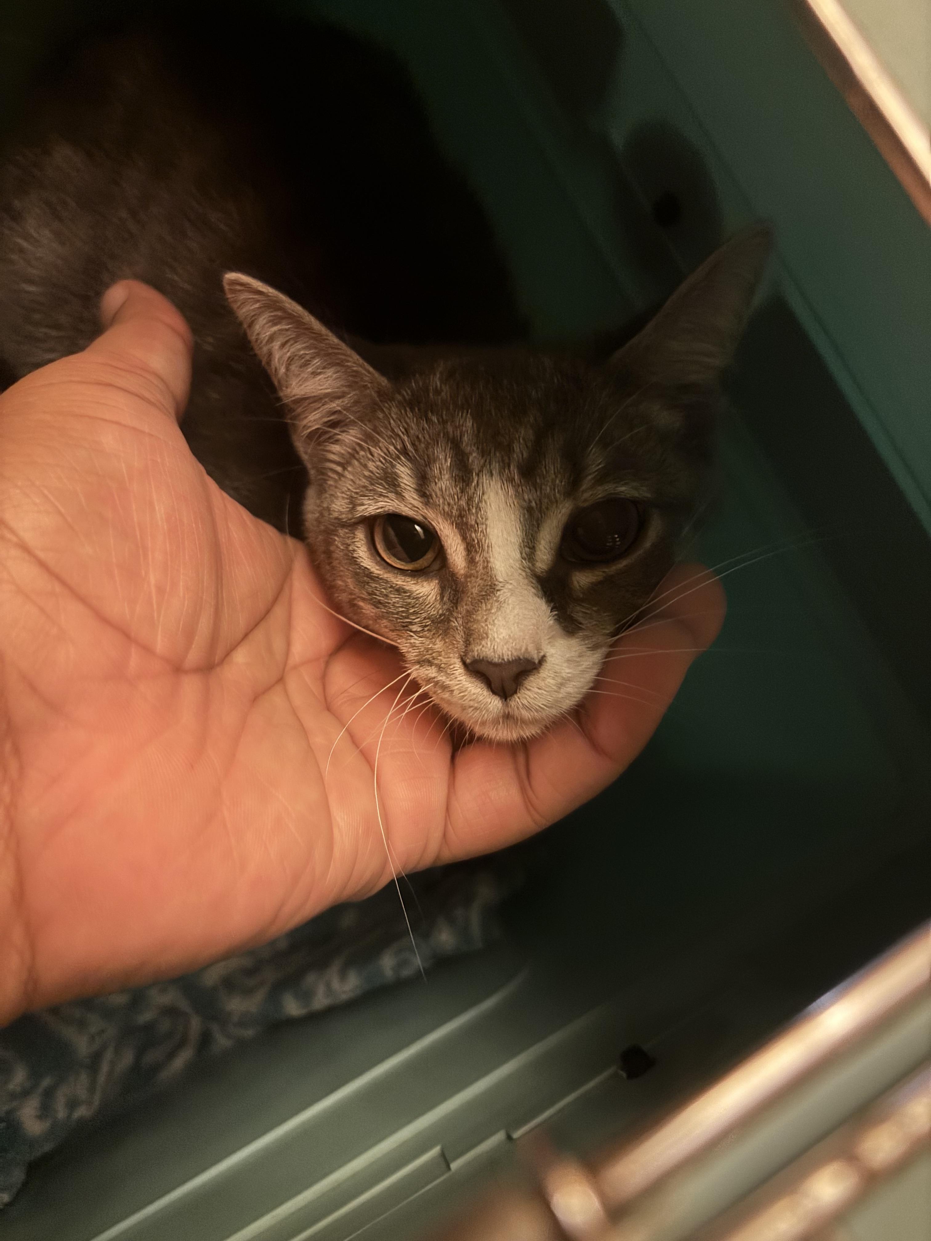 Enlarge Pickle, a Adoptable Domestic Short Hair in Beltsville, MD image 6/6