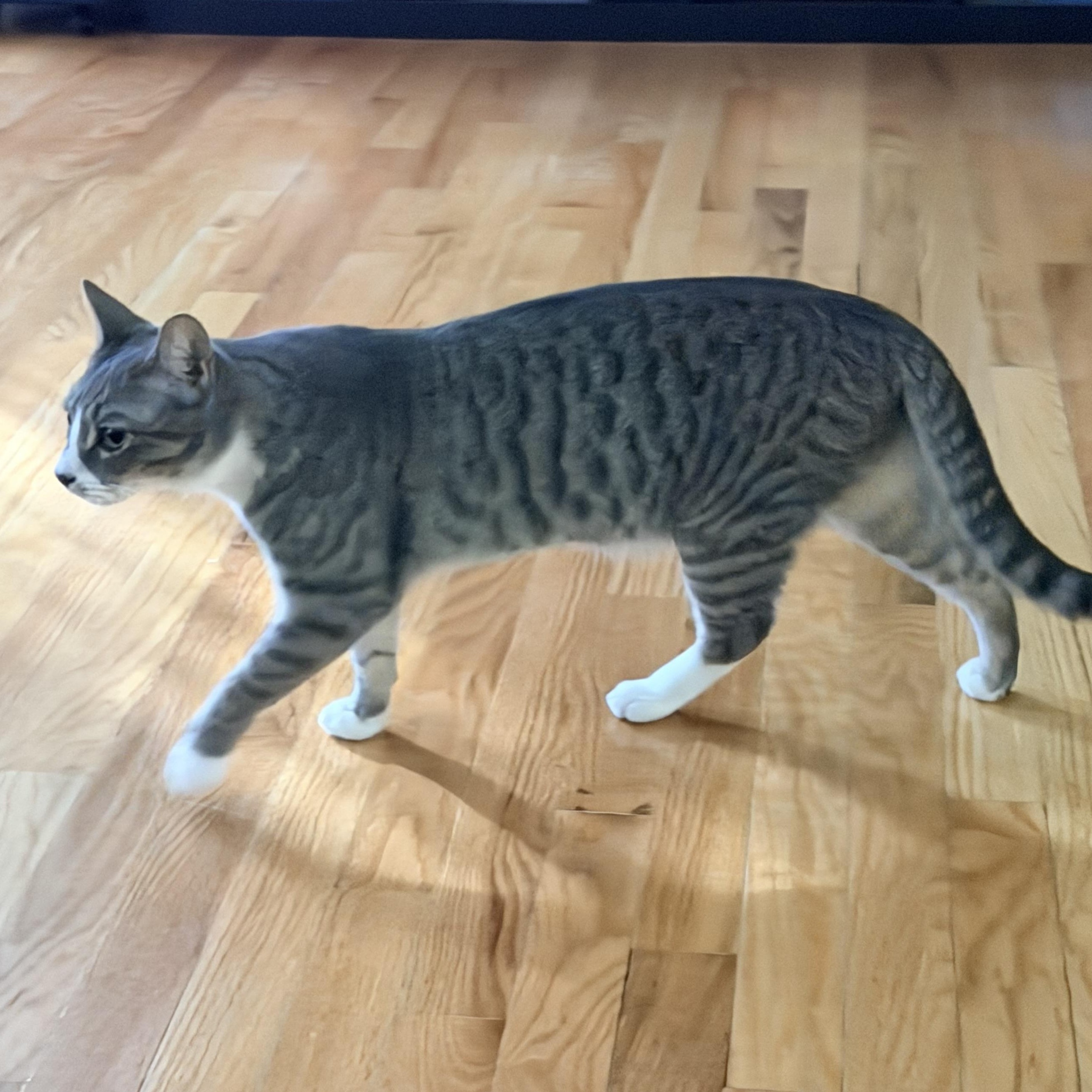 Enlarge Pickle, a Adoptable Domestic Short Hair in Beltsville, MD image 6/6