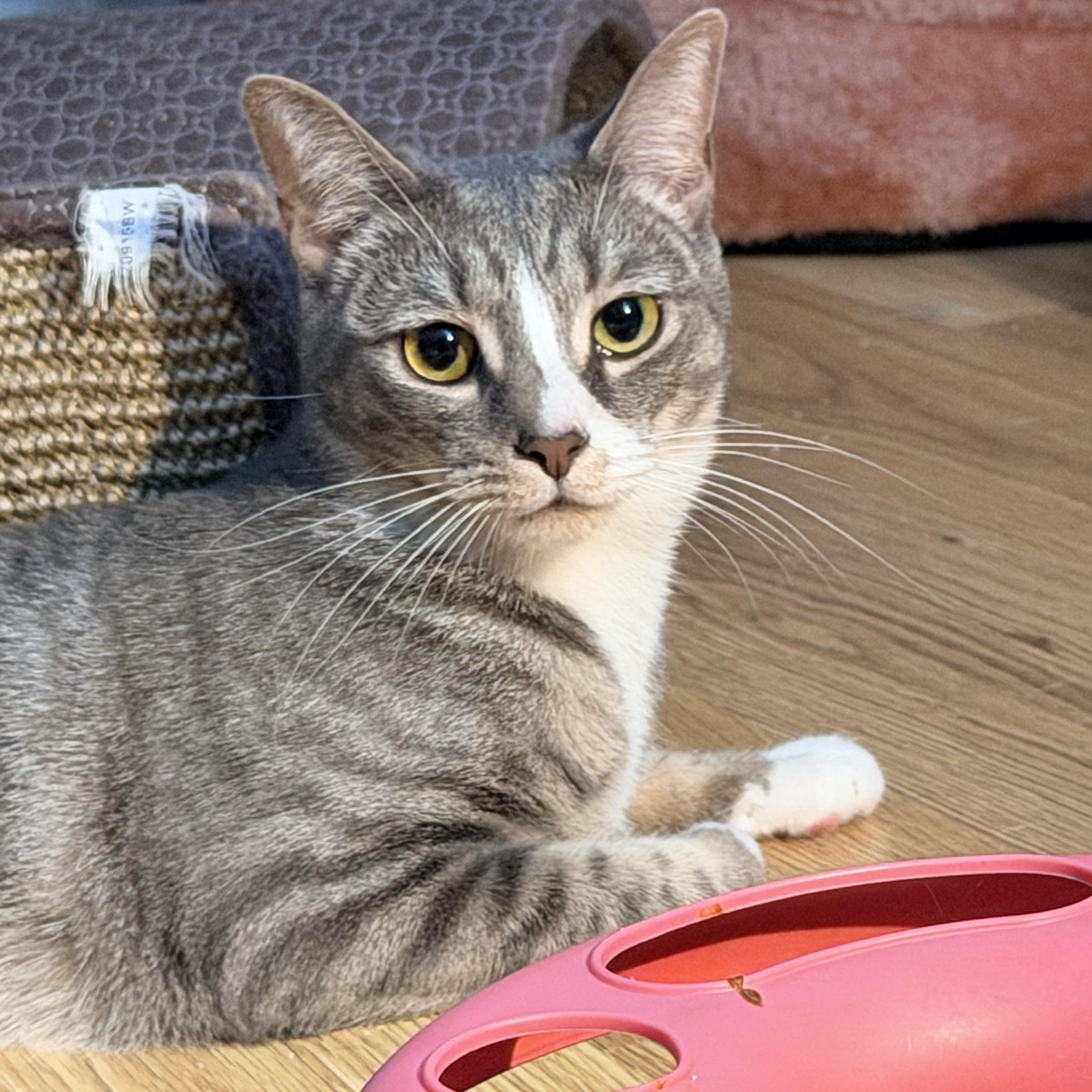 Pickle, Adoptable, Kitten Female Domestic Short Hair.