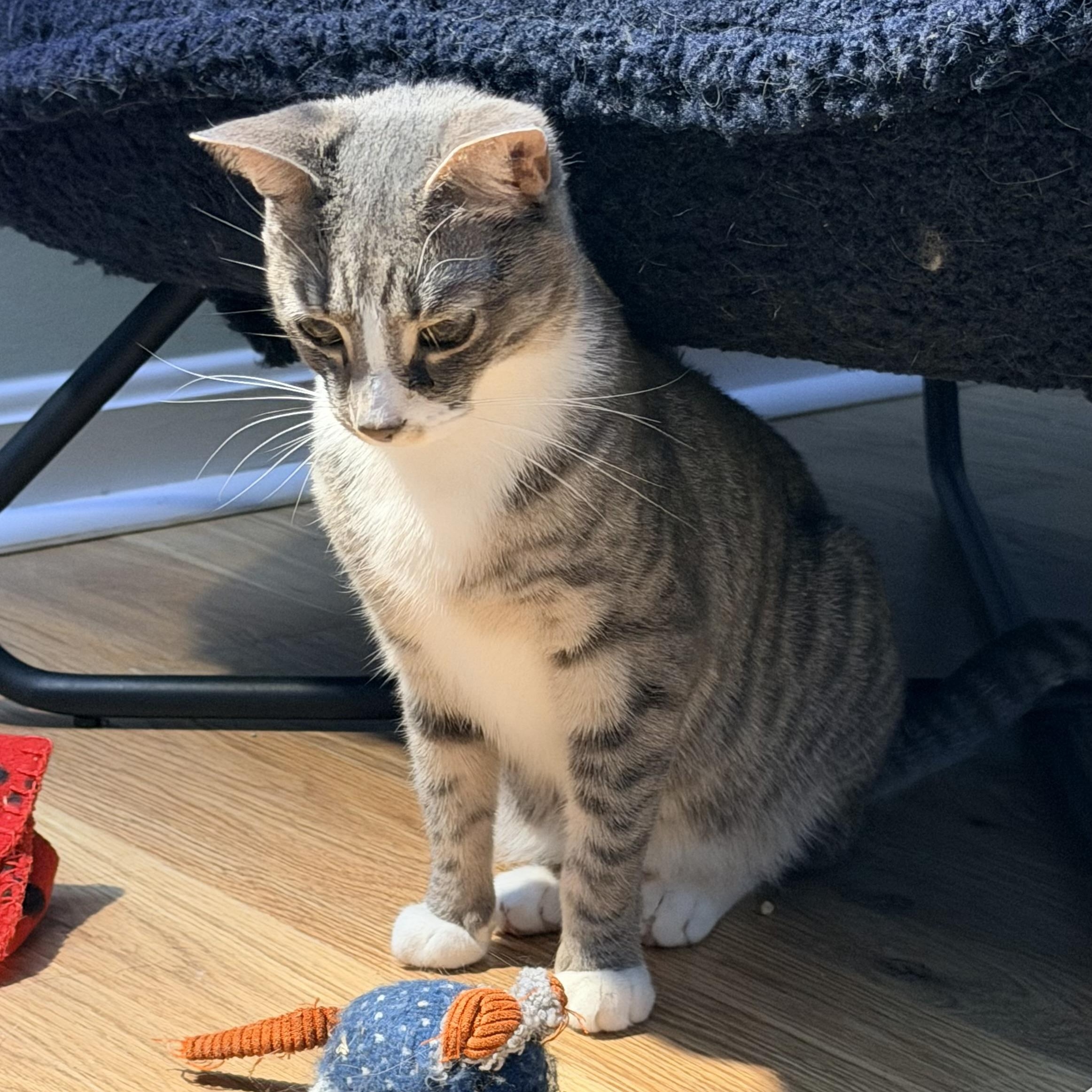 Enlarge Pickle, a Adoptable Domestic Short Hair in Beltsville, MD image 4/6