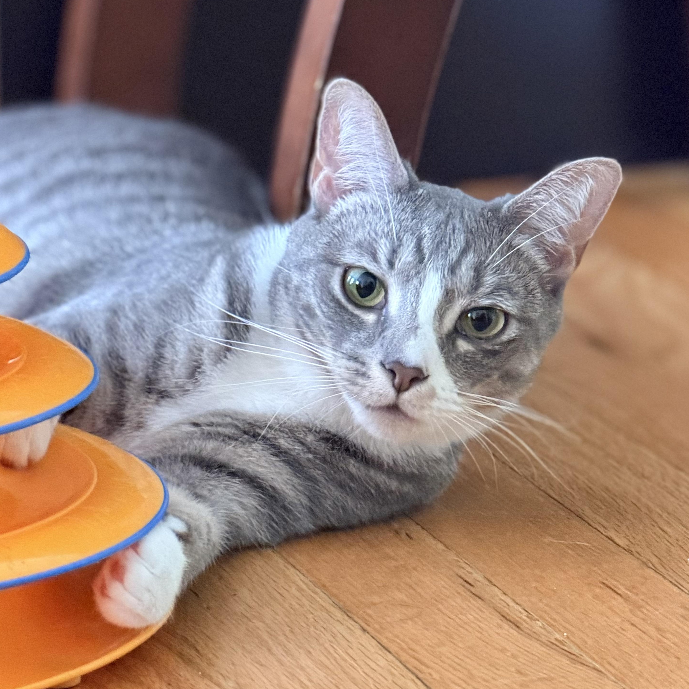 Pickle, Adoptable, Young Female Domestic Short Hair.
