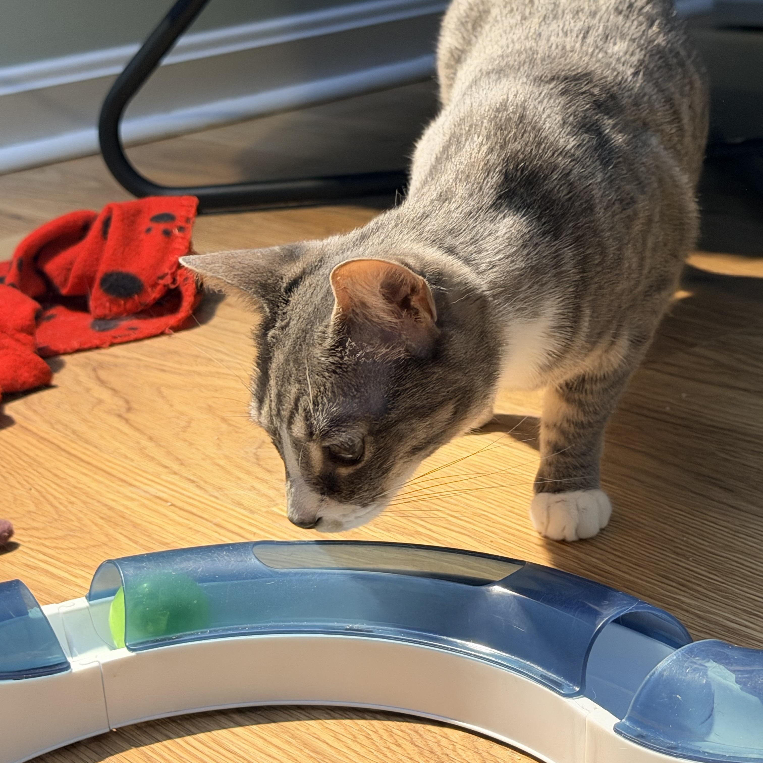 Enlarge Pickle, a Adoptable Domestic Short Hair in Beltsville, MD image 6/6