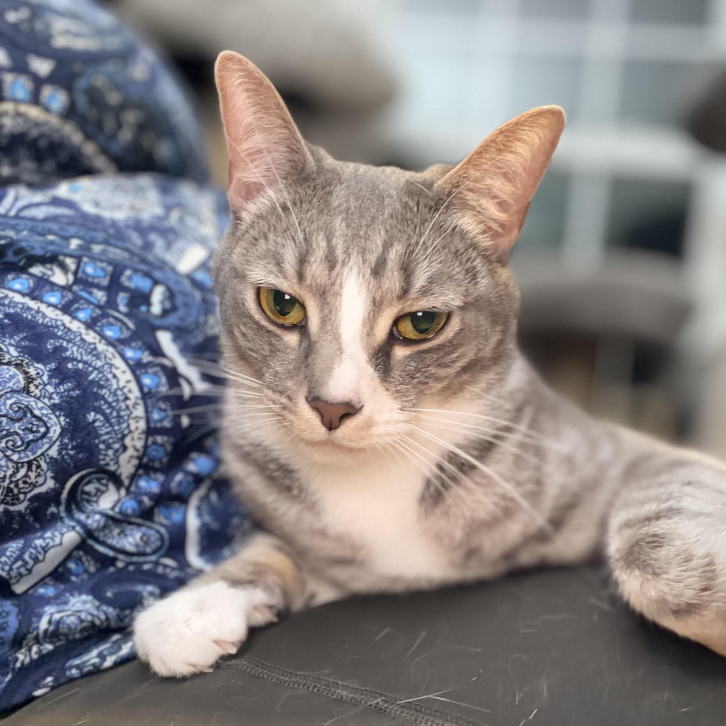 Enlarge Pickle, a Adoptable Domestic Short Hair in Beltsville, MD image 5/6