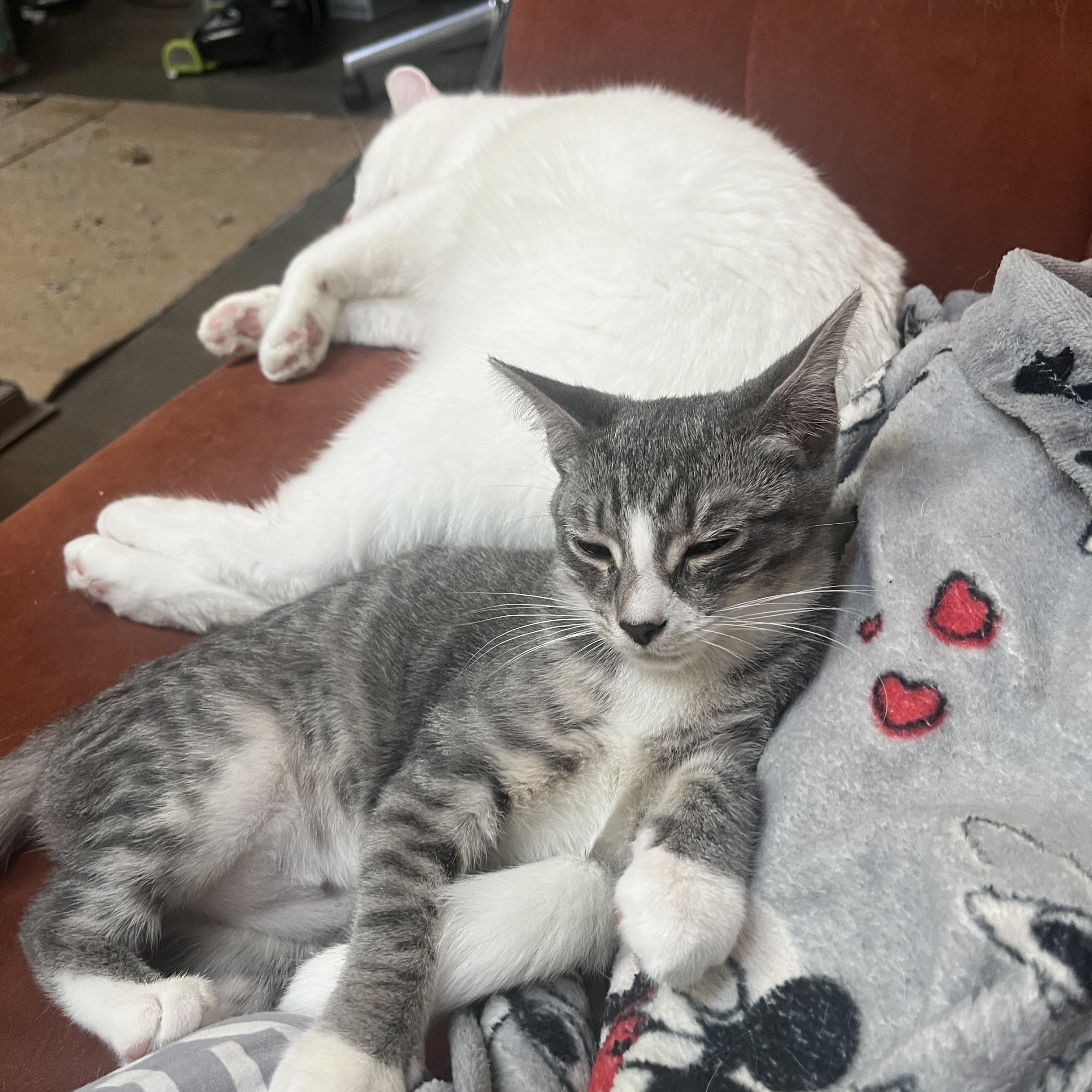 Enlarge Pickle, a Adoptable Domestic Short Hair in Beltsville, MD image 4/6