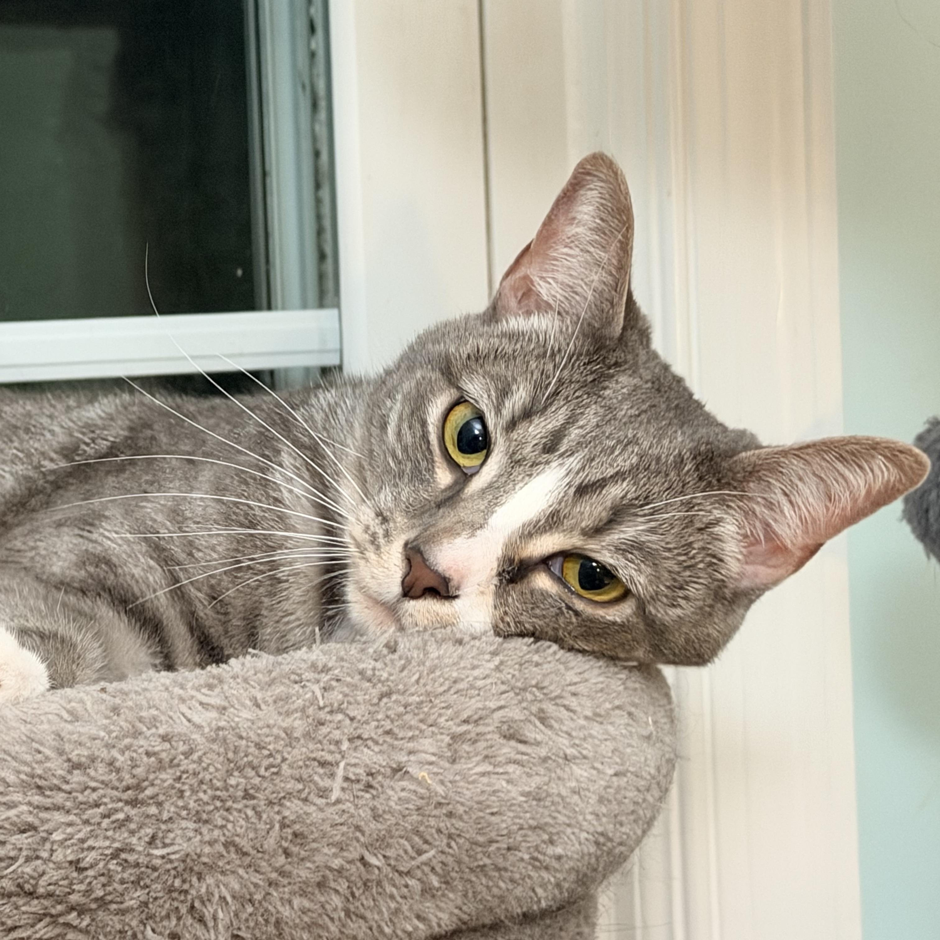 Enlarge Pickle, a Adoptable Domestic Short Hair in Beltsville, MD image 2/6