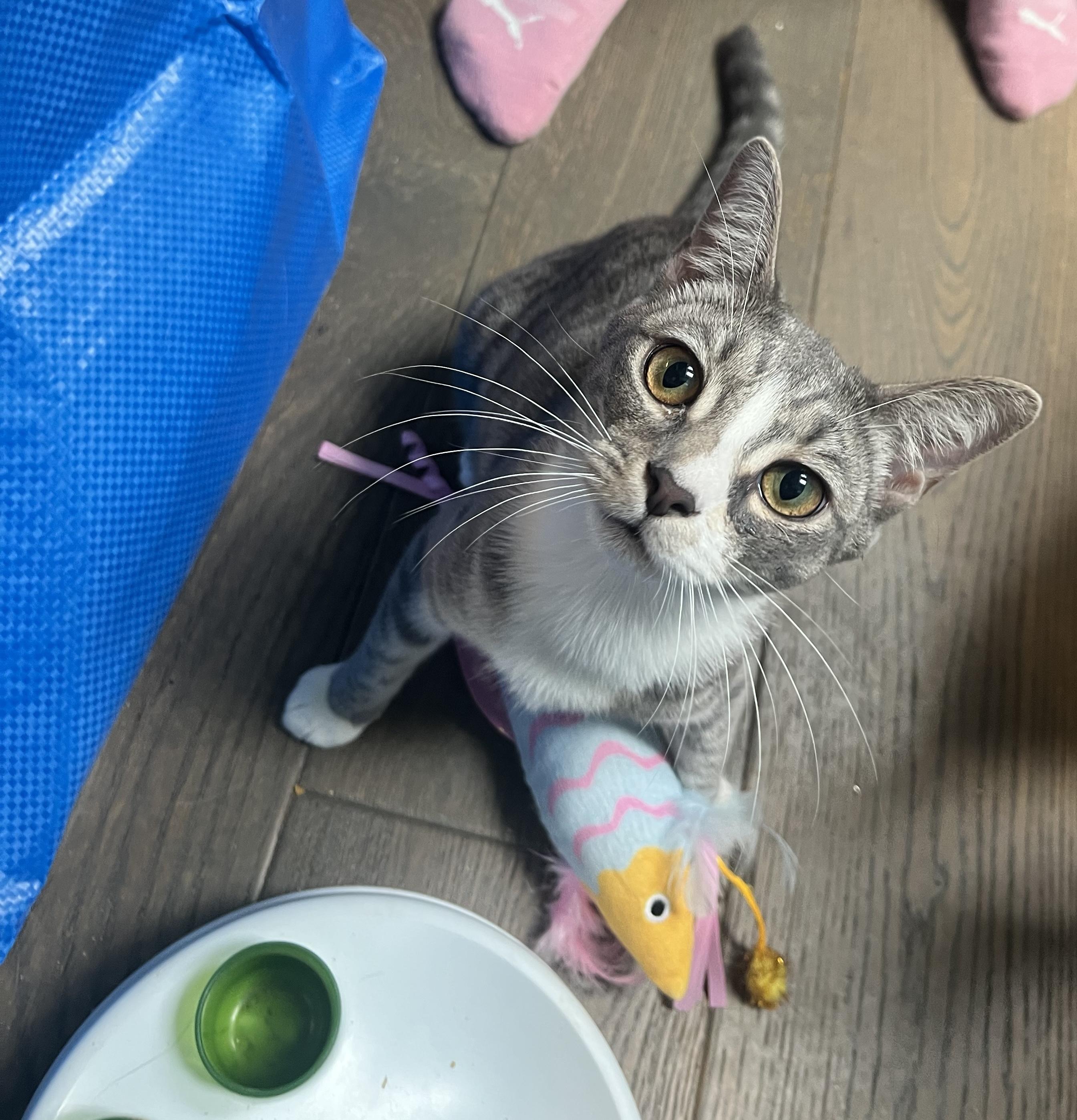 Pickle, Adoptable, Kitten Female Domestic Short Hair.