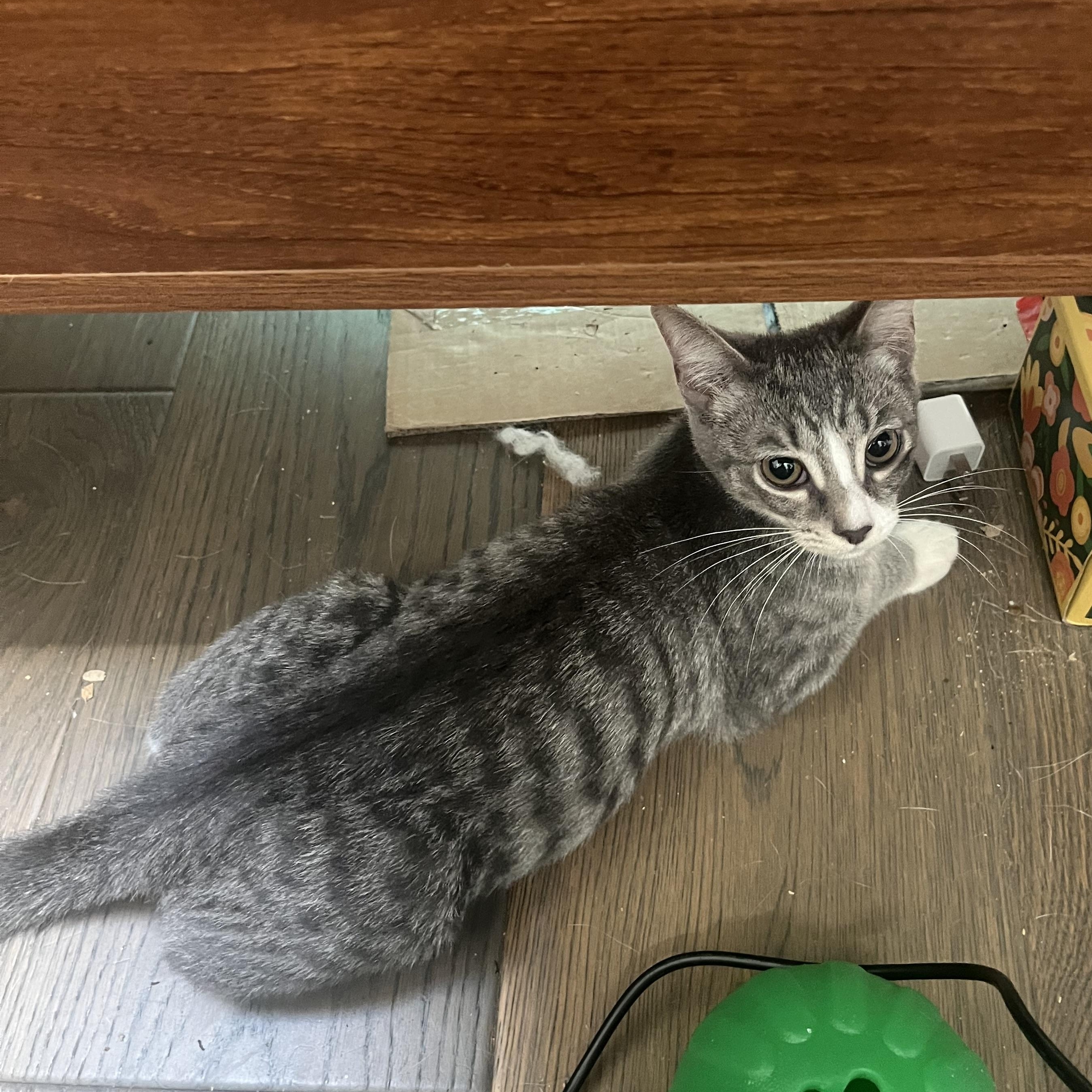 Enlarge Pickle, a Adoptable Domestic Short Hair in Beltsville, MD image 5/6