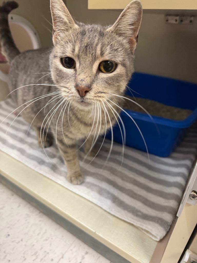 Juno Mc-Scruff, Adoptable, Young Female Domestic Short Hair.