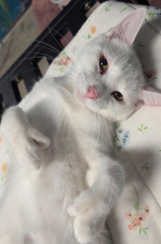 Spirit, Adoptable, Young Male Domestic Short Hair.