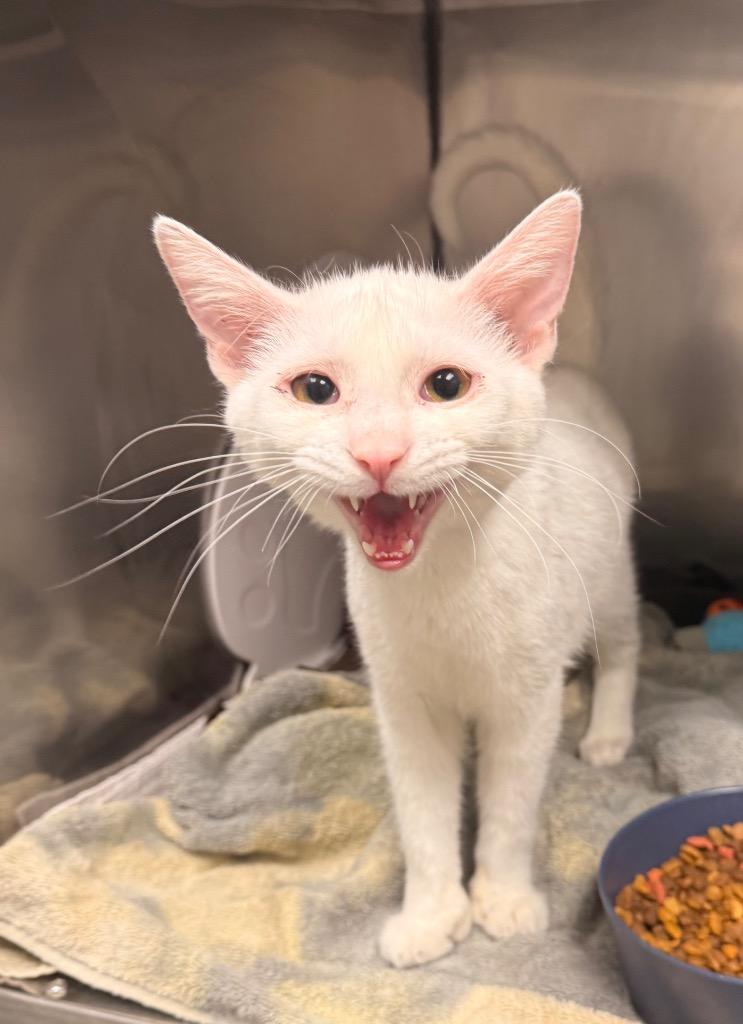 Spirit, a Adoptable mixed breed in Defiance, OH image 1/2