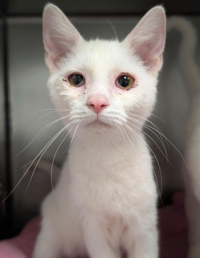 Enlarge Spirit, a Adoptable mixed breed in Defiance, OH image 2/4