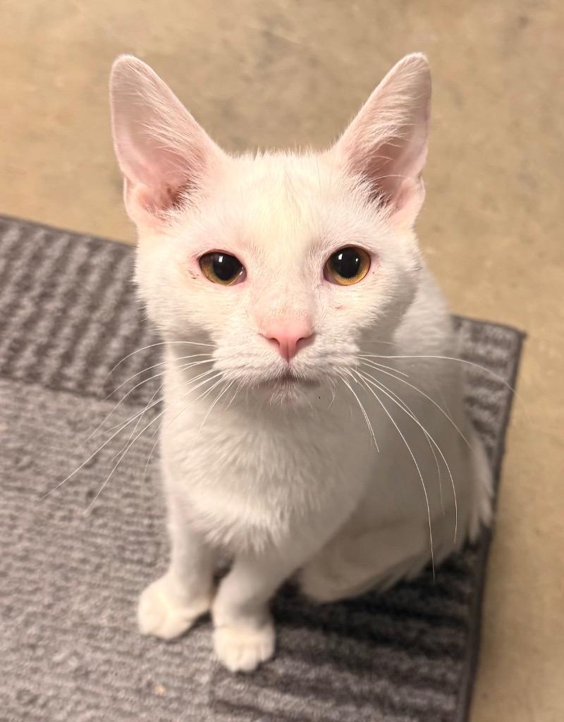 Enlarge Spirit, a Adoptable mixed breed in Defiance, OH image 4/4