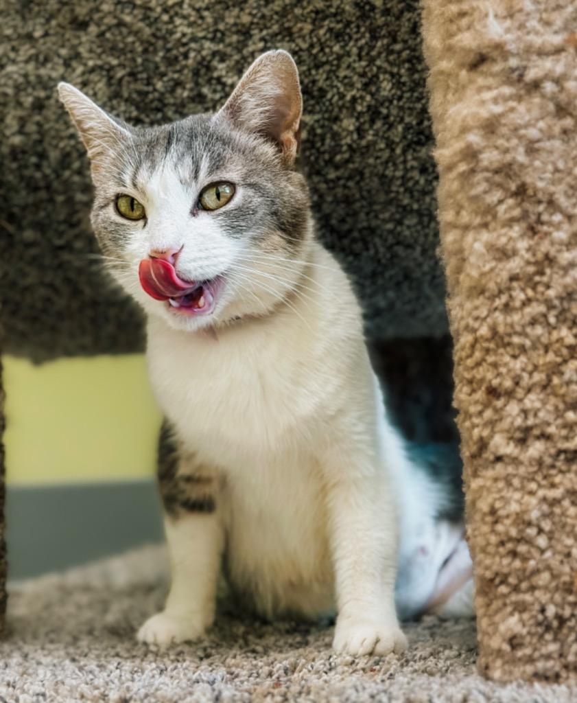 Enlarge Mama Mia, a Adoptable mixed breed in Auburn, IN image 2/6
