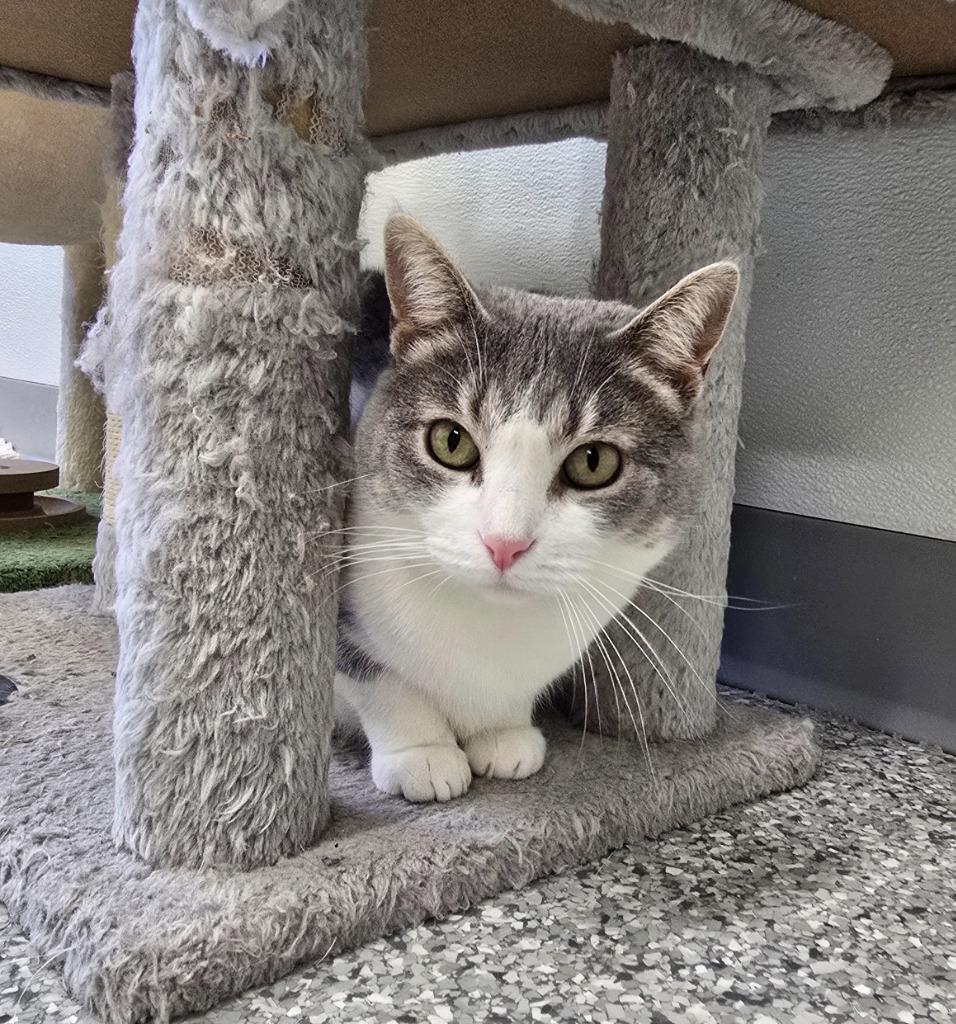 Enlarge Mama Mia, a Adoptable mixed breed in Auburn, IN image 3/6