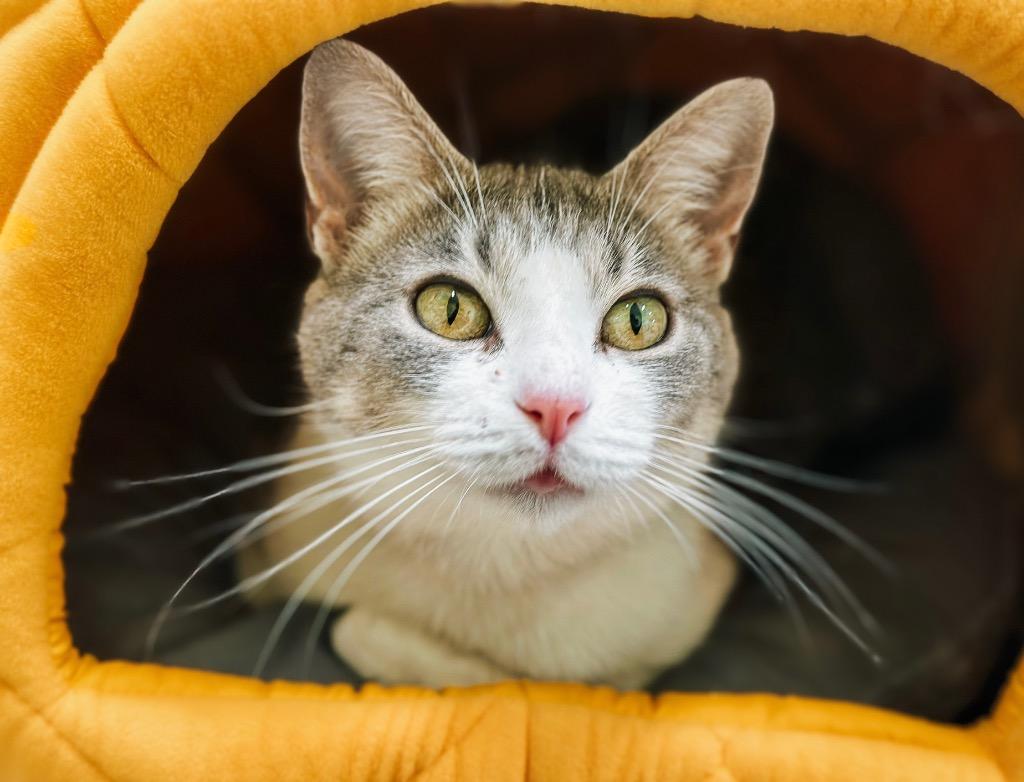 Enlarge Mama Mia, a Adoptable mixed breed in Auburn, IN image 4/6