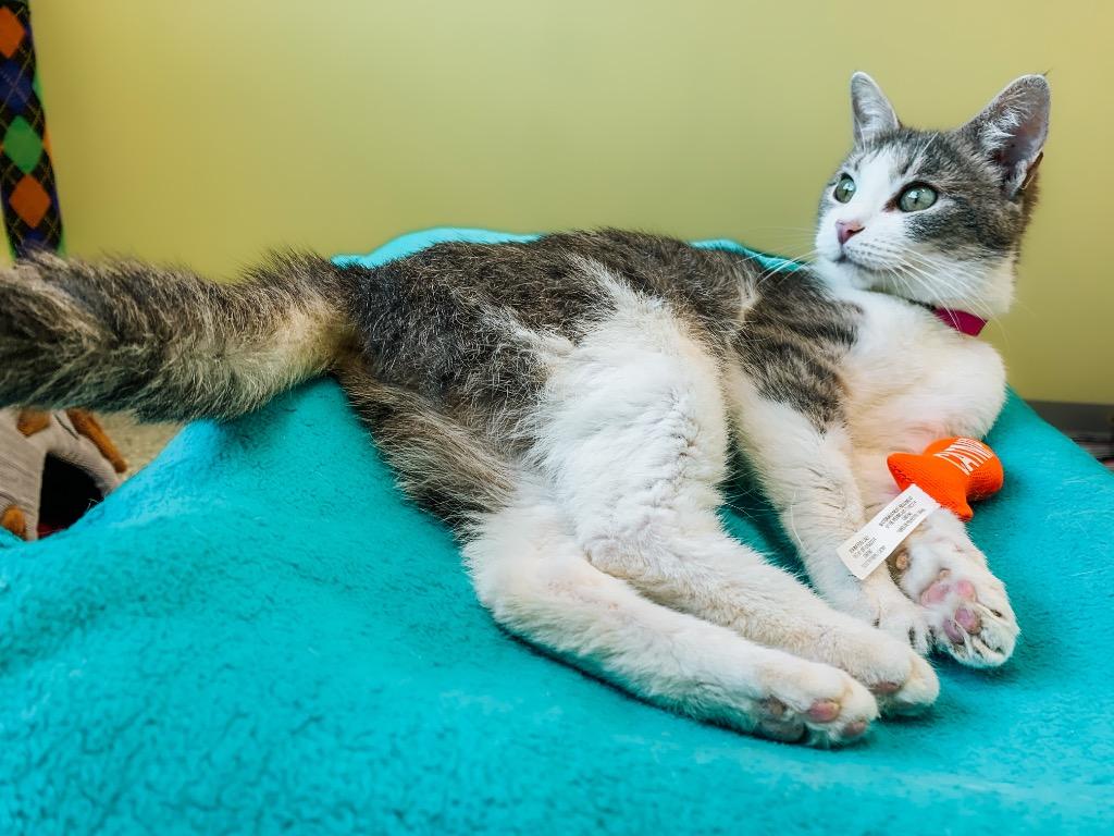 Enlarge Mama Mia, a Adoptable mixed breed in Auburn, IN image 5/6