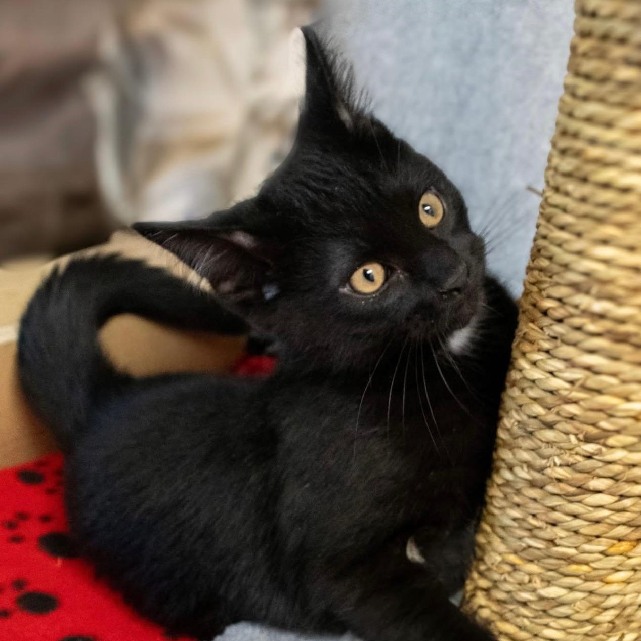 Ted, a Adoptable mixed breed in Charles City, IA image 4/4