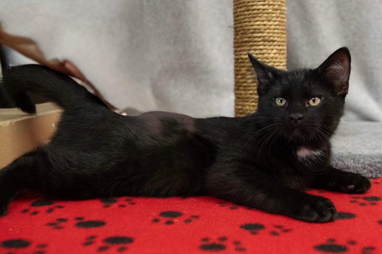 Ted, a Adoptable mixed breed in Charles City, IA image 2/4