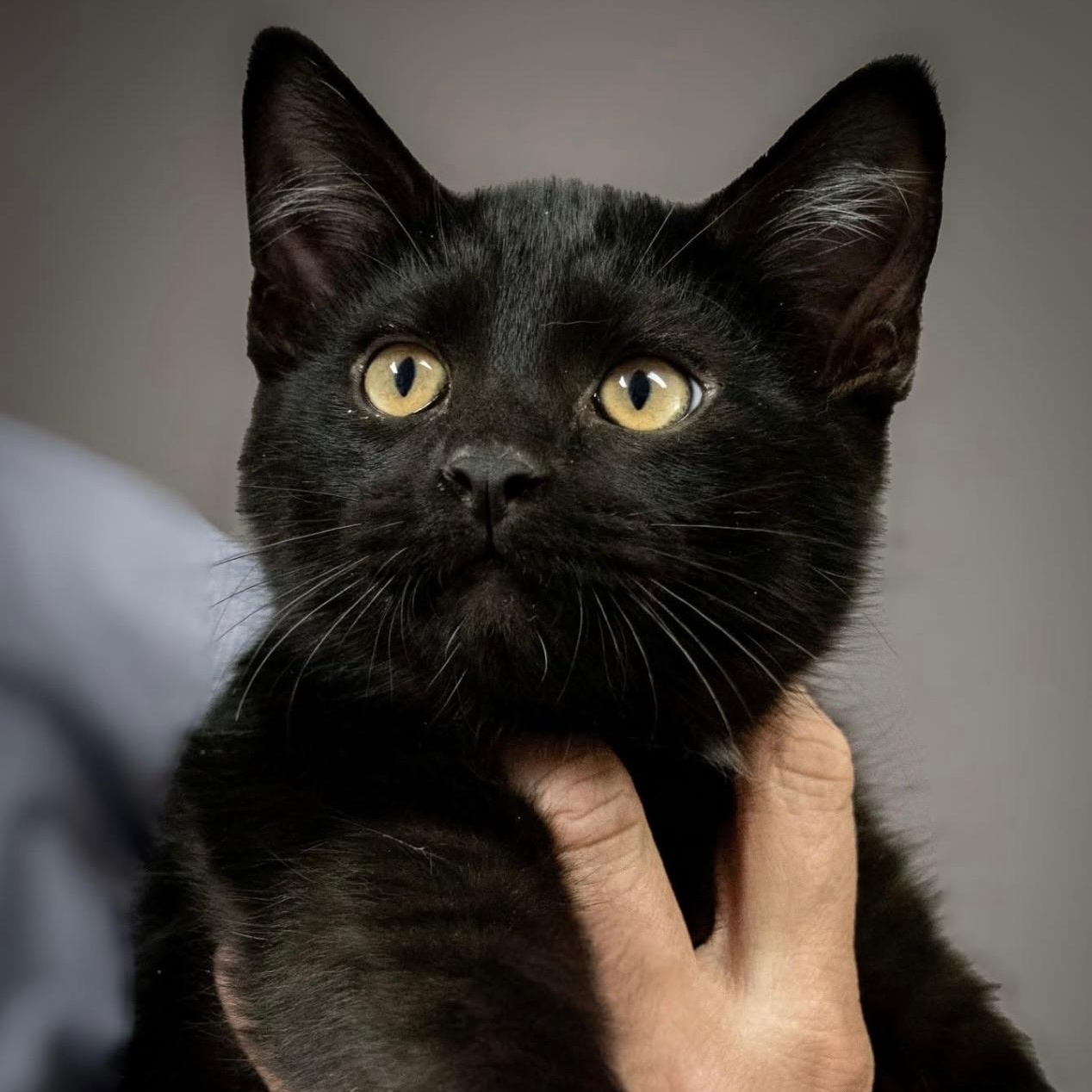 Ted, a Adoptable mixed breed in Charles City, IA image 1/4