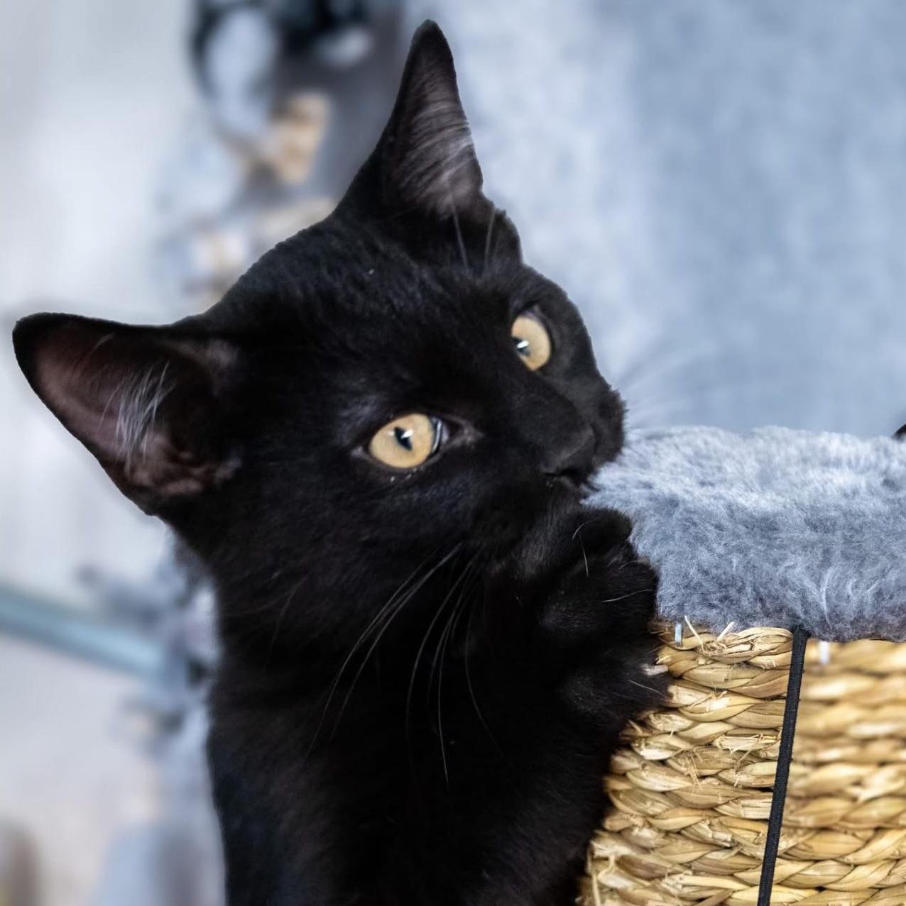 Ted, a Adoptable mixed breed in Charles City, IA image 3/4