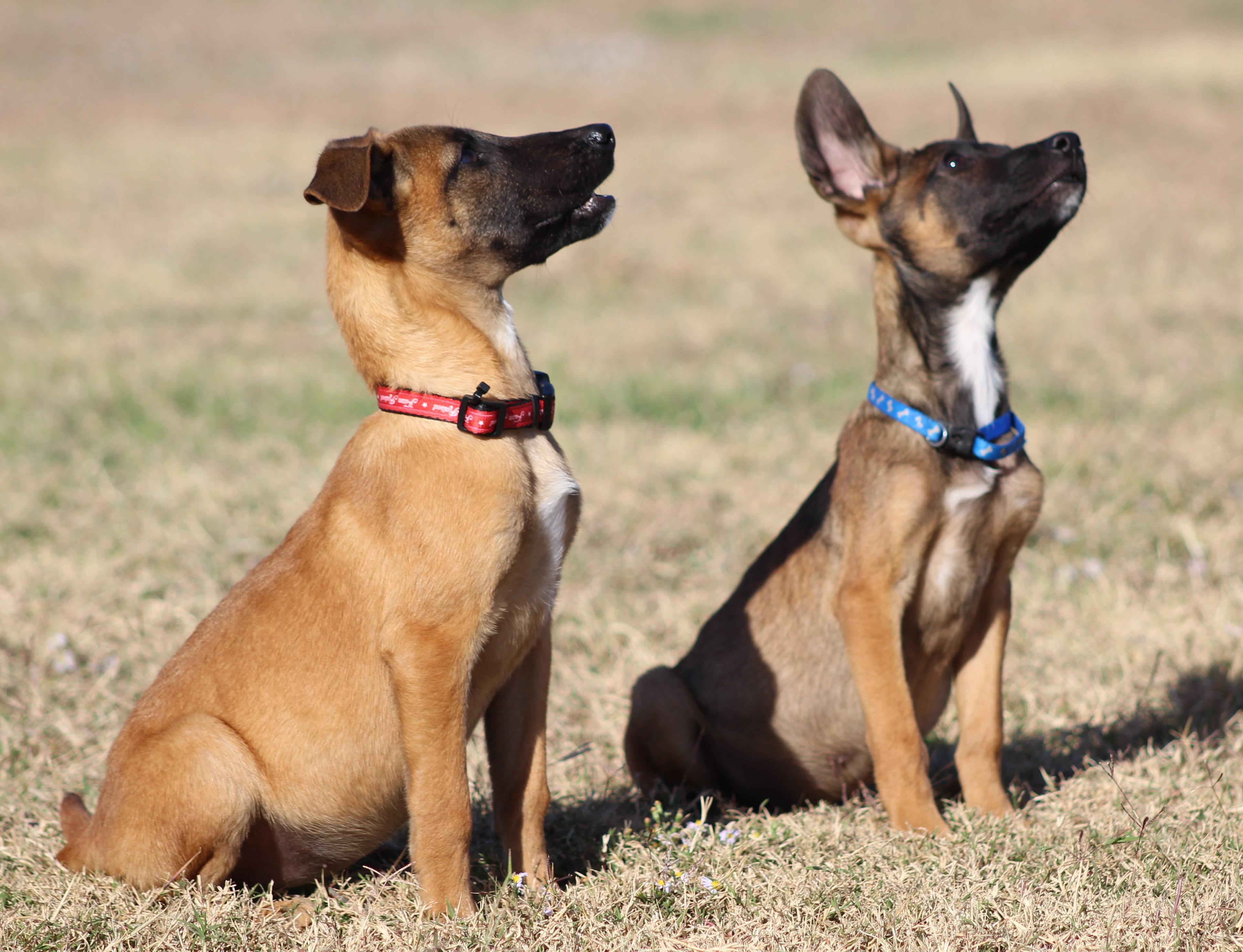 Jessie, adoptable, Puppy Female Belgian Shepherd / Malinois.