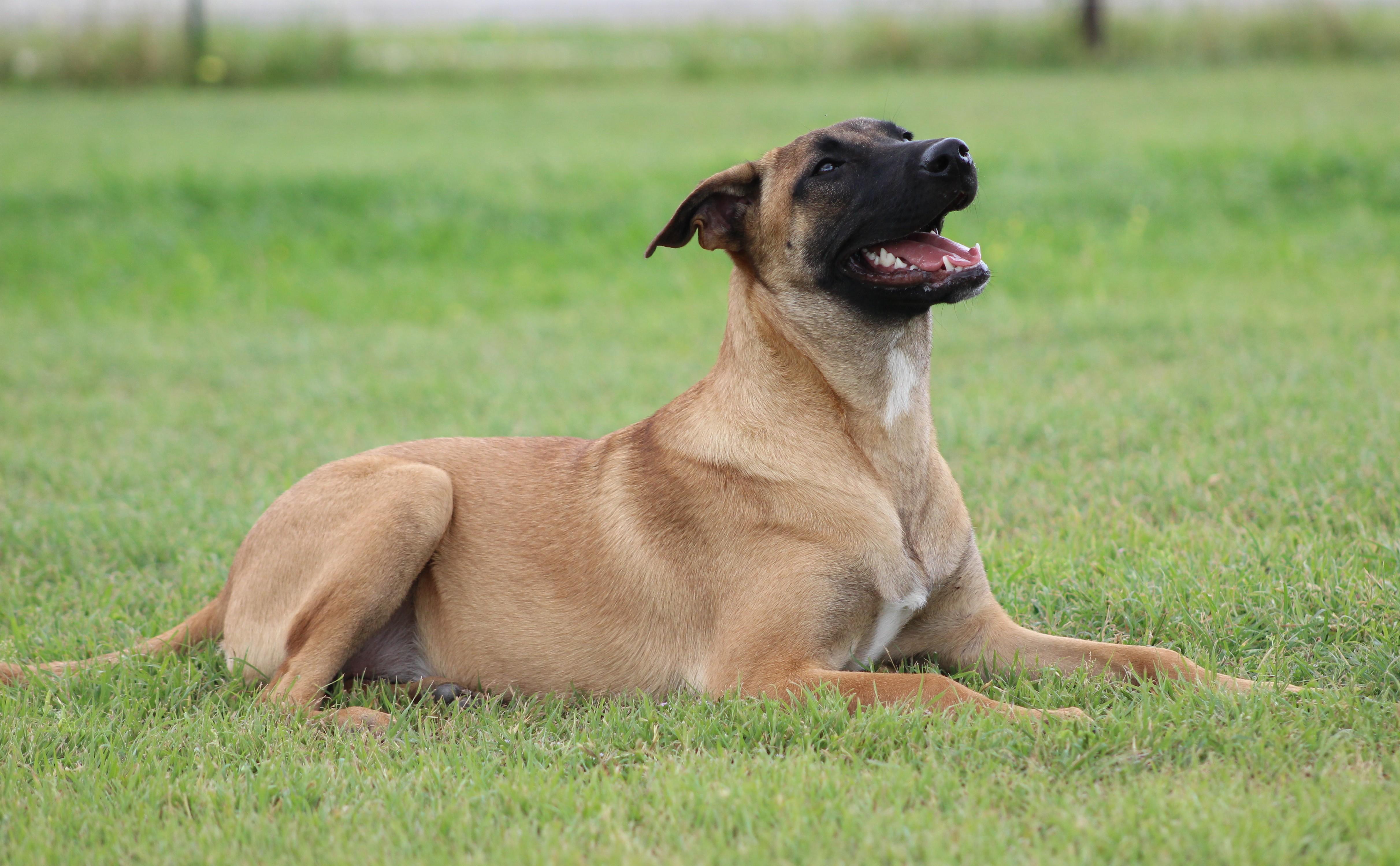 Enlarge Jessie, an adoptable Belgian Shepherd / Malinois in Temple, TX image 1/5