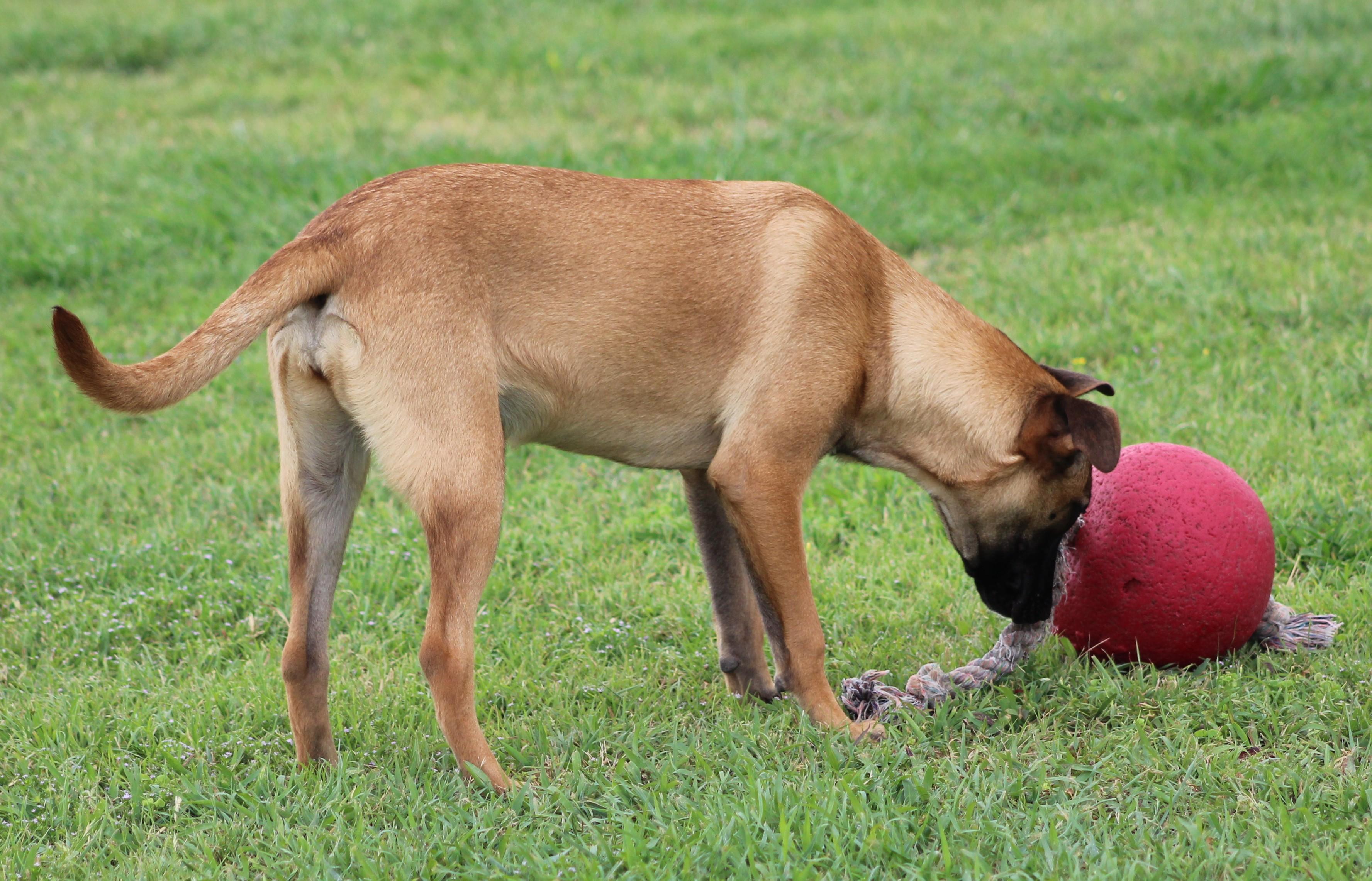 Enlarge Jessie, an adoptable Belgian Shepherd / Malinois in Temple, TX image 2/5