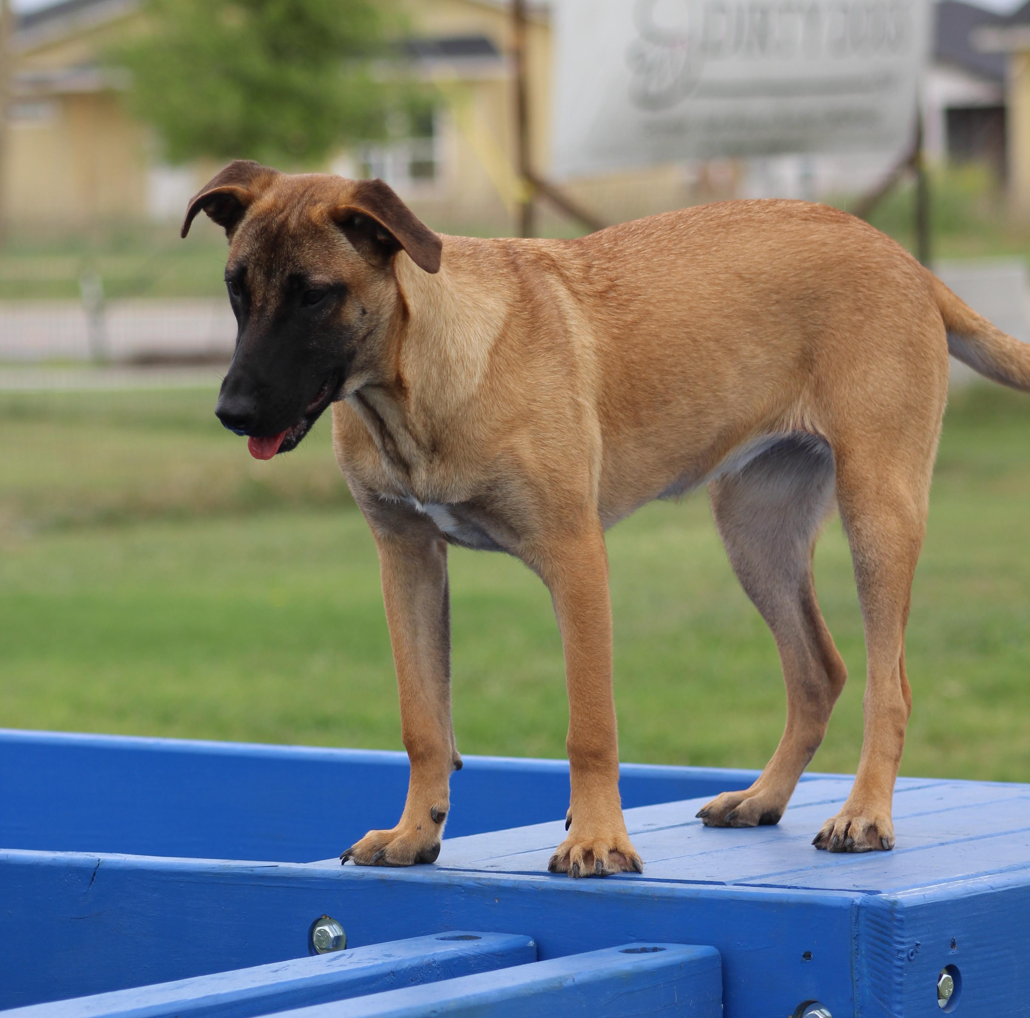 Enlarge Jessie, an adoptable Belgian Shepherd / Malinois in Temple, TX image 4/5