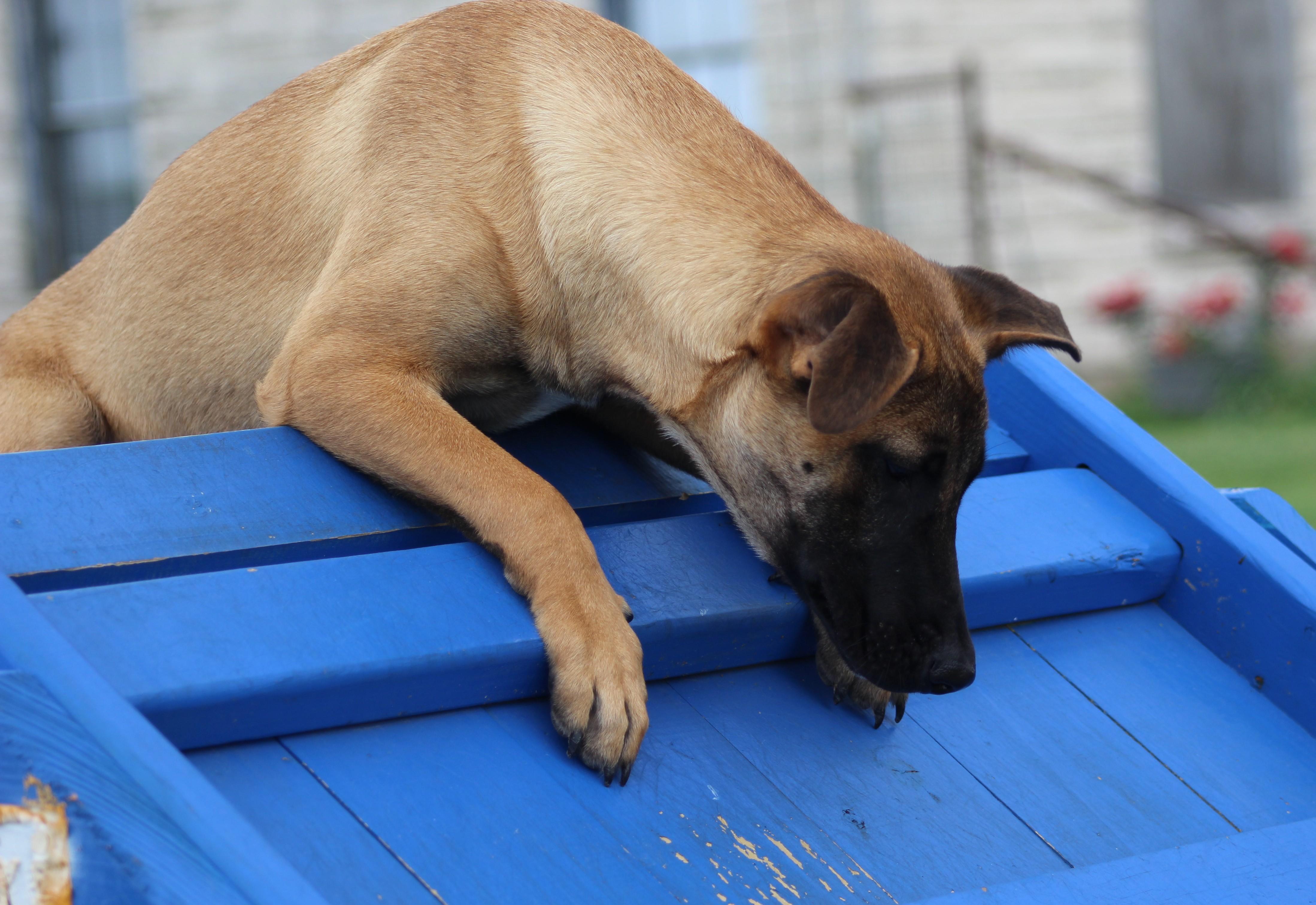 Enlarge Jessie, an adoptable Belgian Shepherd / Malinois in Temple, TX image 5/5
