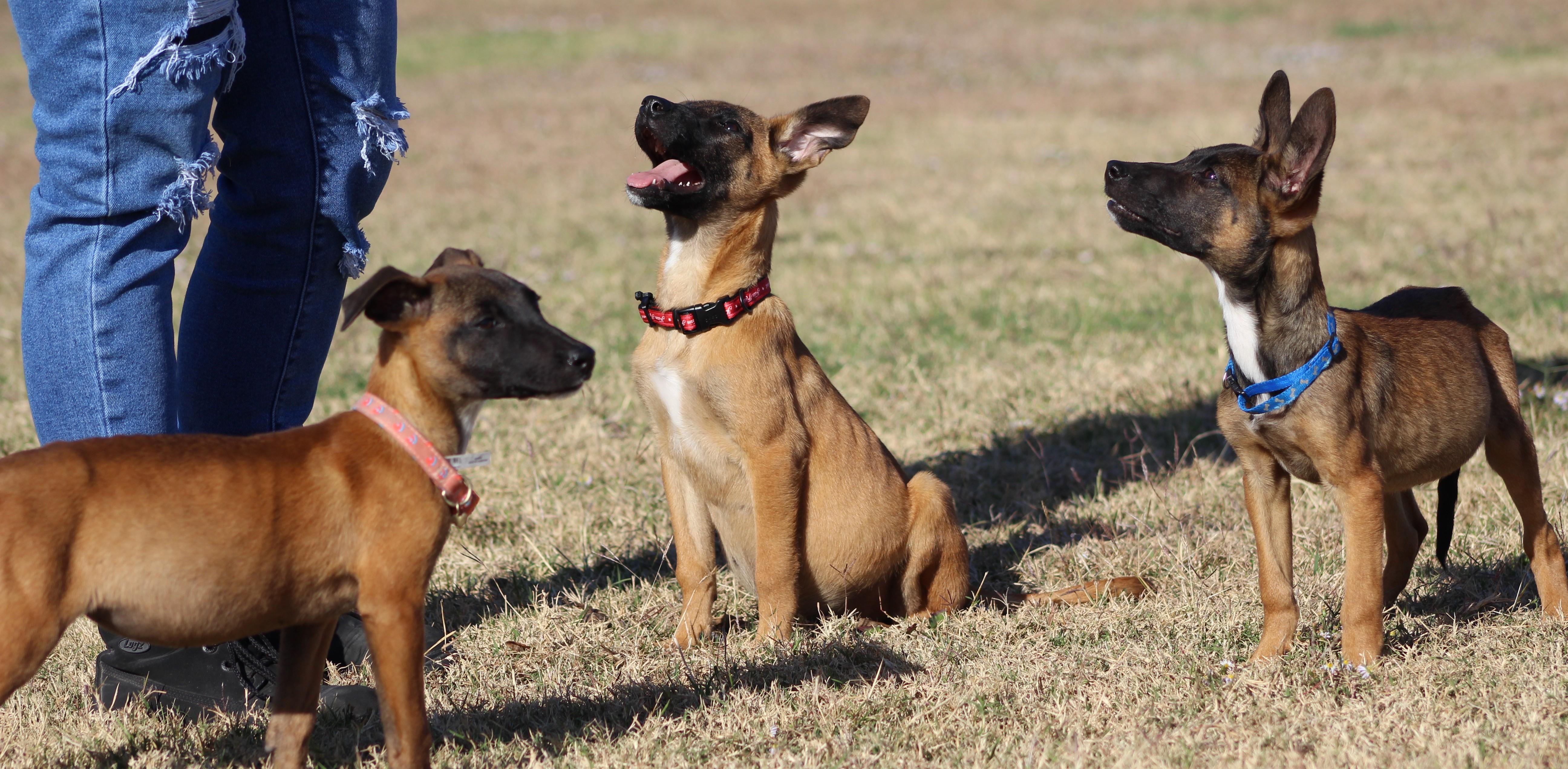 Enlarge Jessie, an adoptable Belgian Shepherd / Malinois in Temple, TX image 2/6