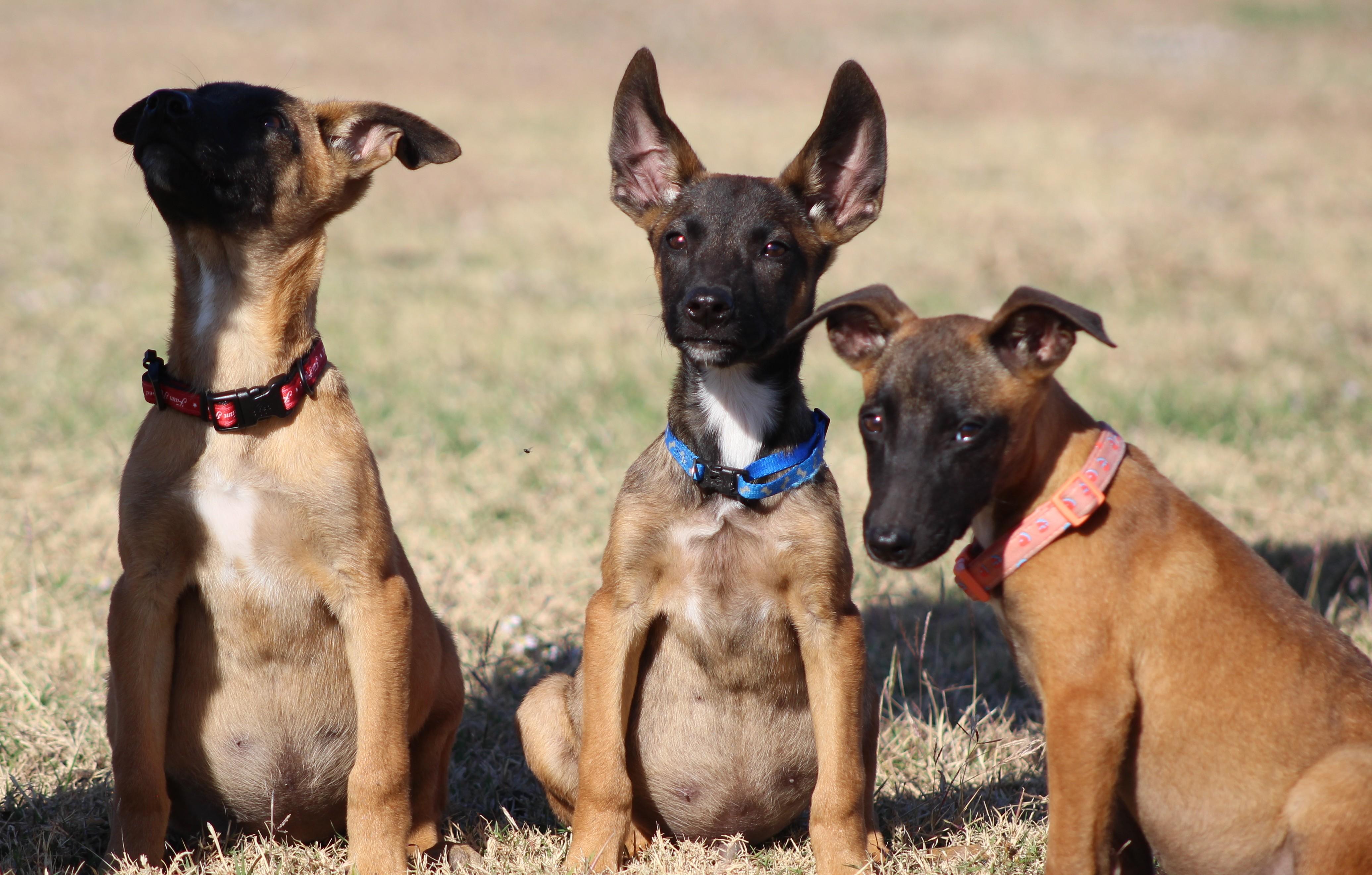 Enlarge Jessie, an adoptable Belgian Shepherd / Malinois in Temple, TX image 4/6