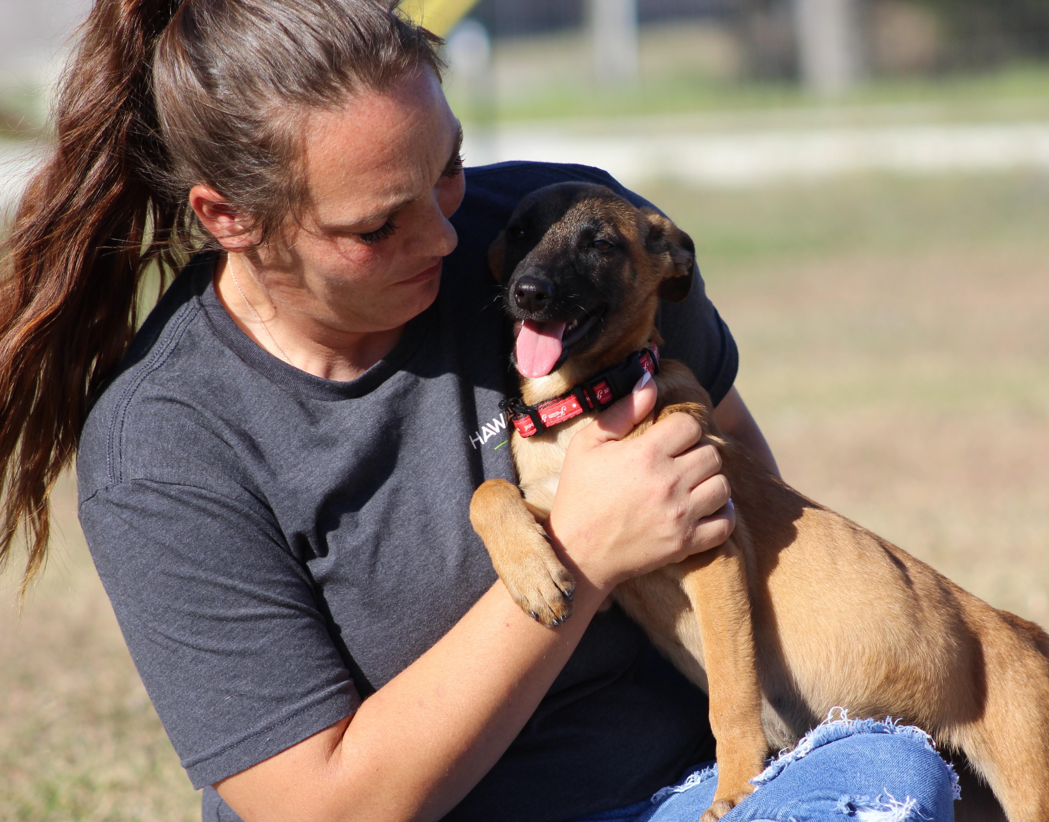 Enlarge Jessie, an adoptable Belgian Shepherd / Malinois in Temple, TX image 5/6