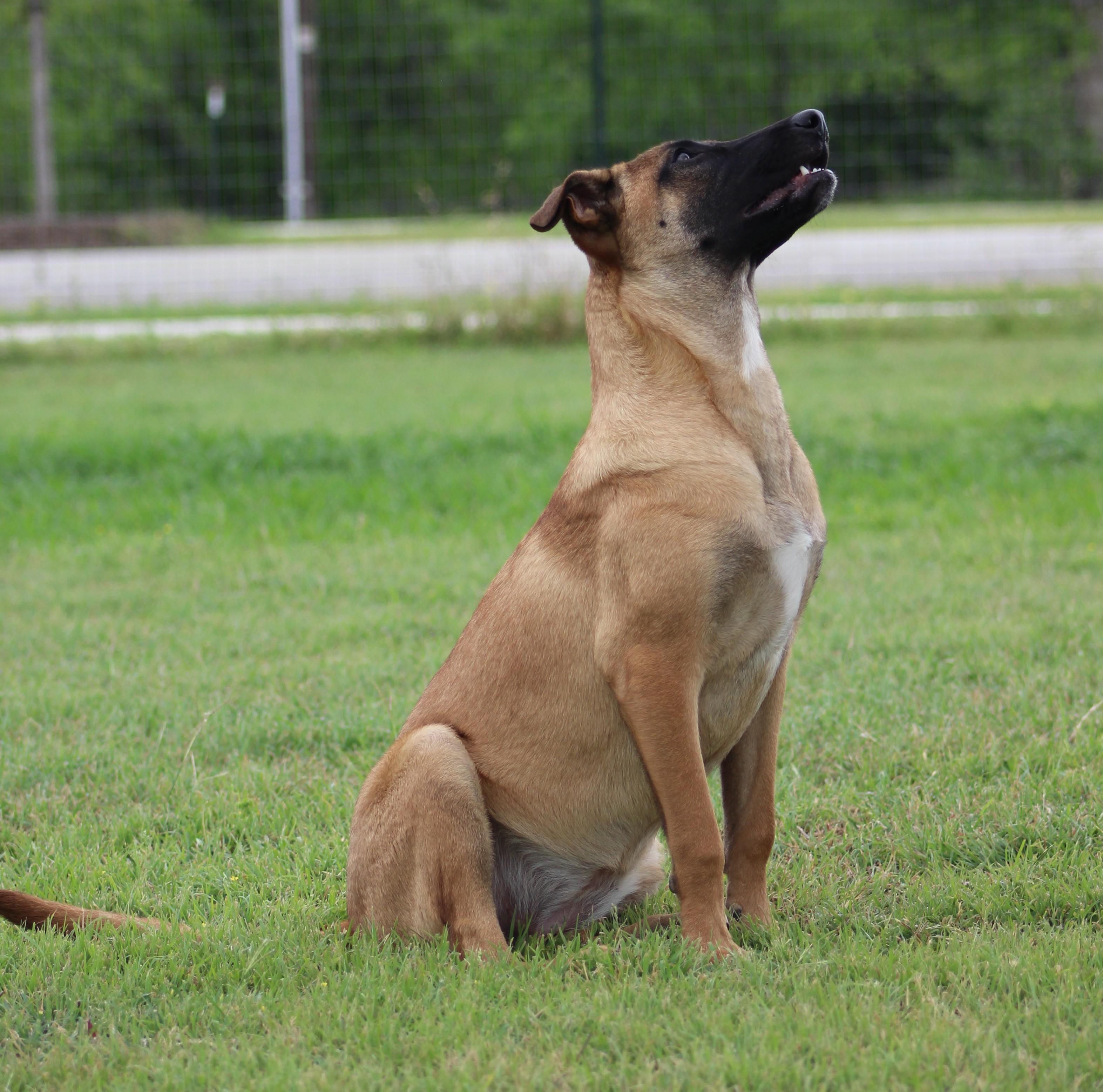 Enlarge Jessie, an adoptable Belgian Shepherd / Malinois in Temple, TX image 3/5